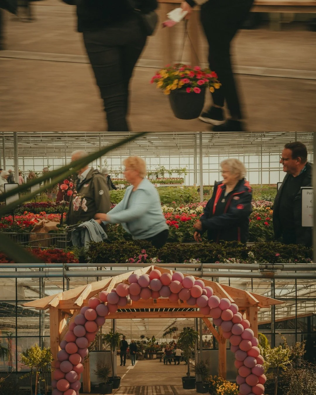 People visiting a greenhouse filled with colorful flowers, with a wooden arch decorated with pink balloons at the entrance.