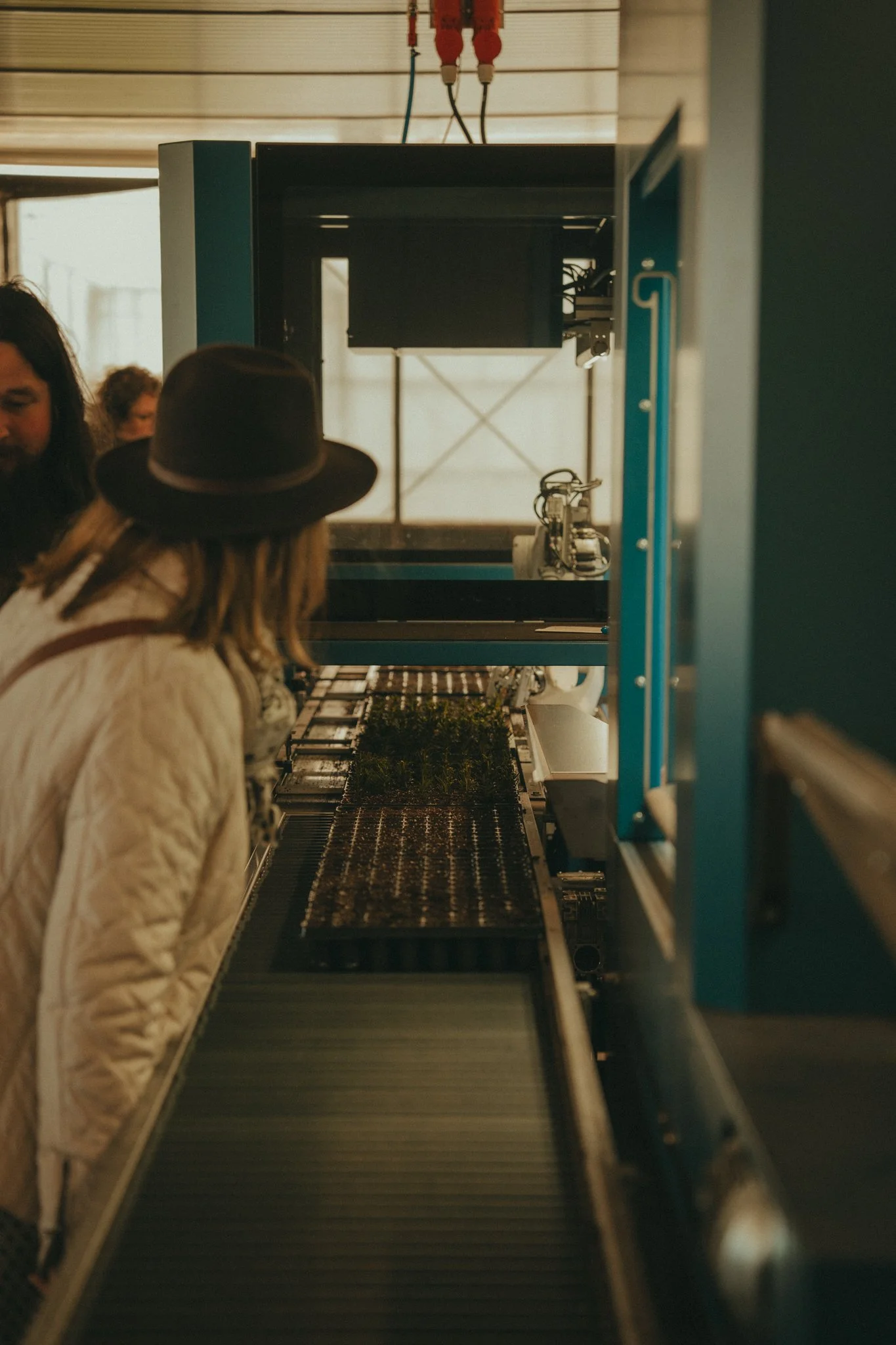 People walking next to a conveyor belt in a greenhouse or plant nursery, with seedlings growing on the belt.