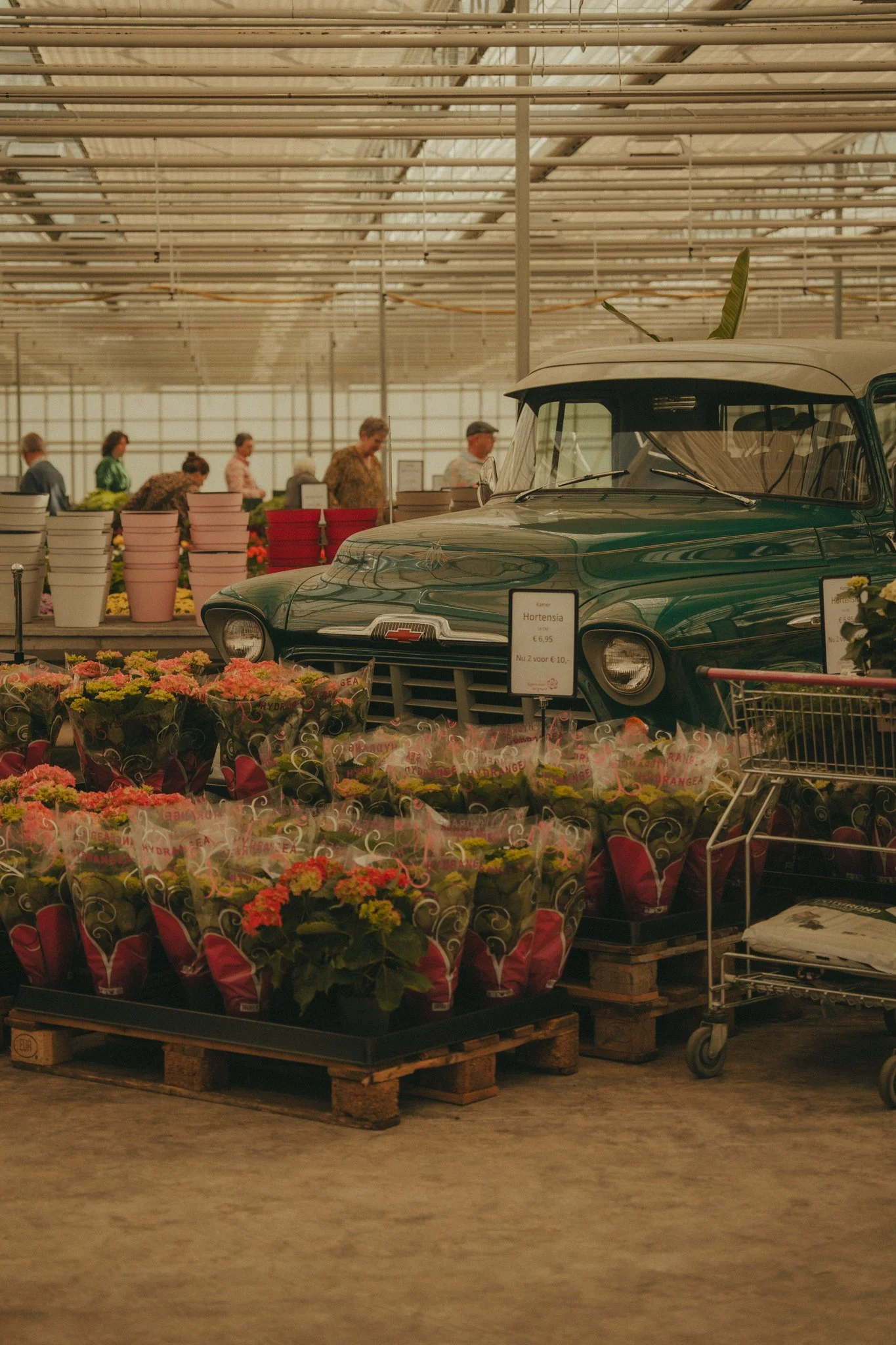 A vintage green car in a greenhouse store surrounded by potted flowers and plants, with people shopping in the background.