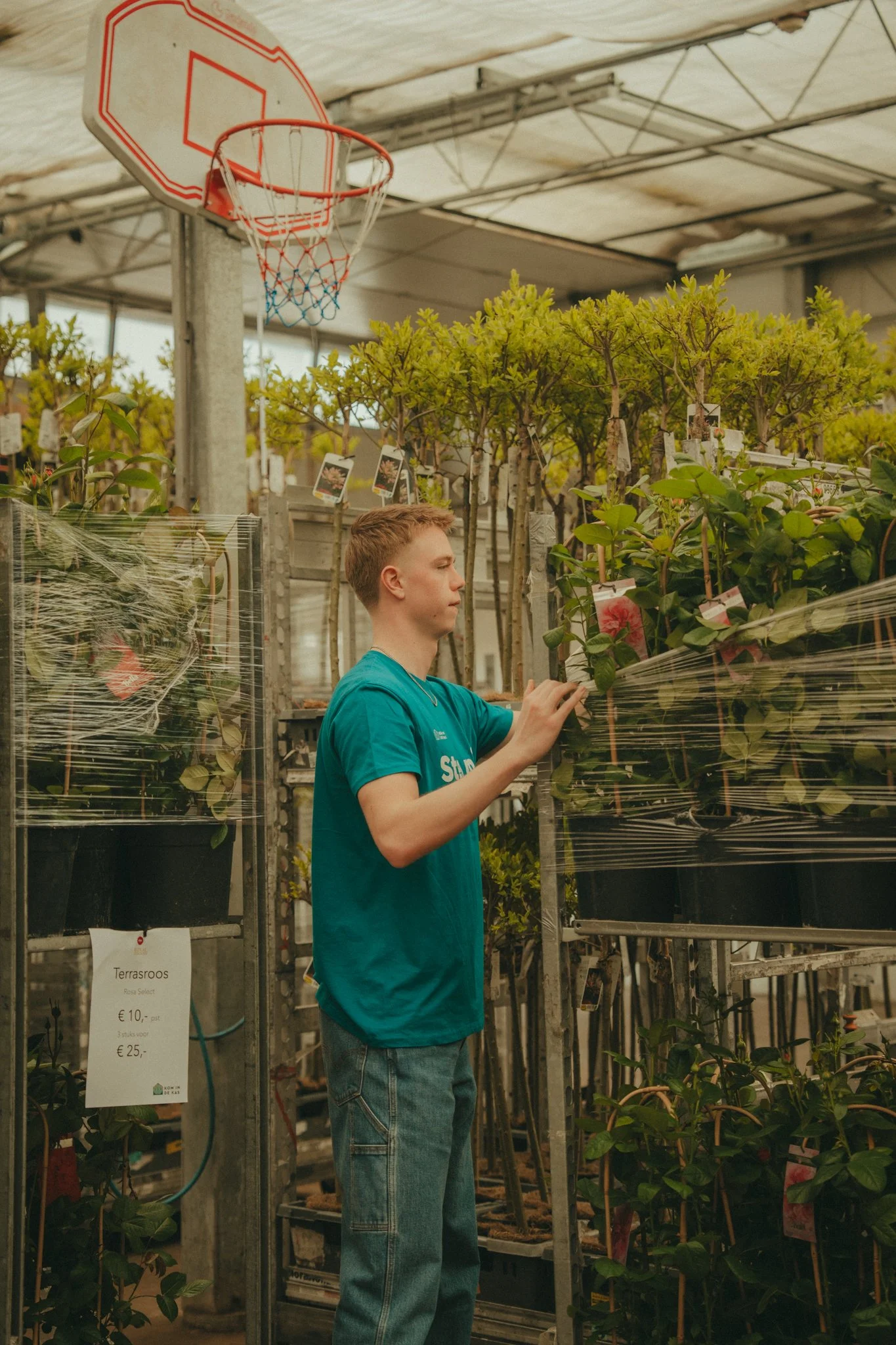 A young person with short blonde hair wearing a blue T-shirt and jeans is shopping for plants in a greenhouse. They are examining a potted plant on a metal shelving unit, surrounded by various other plants. In the background, there is a basketball ho