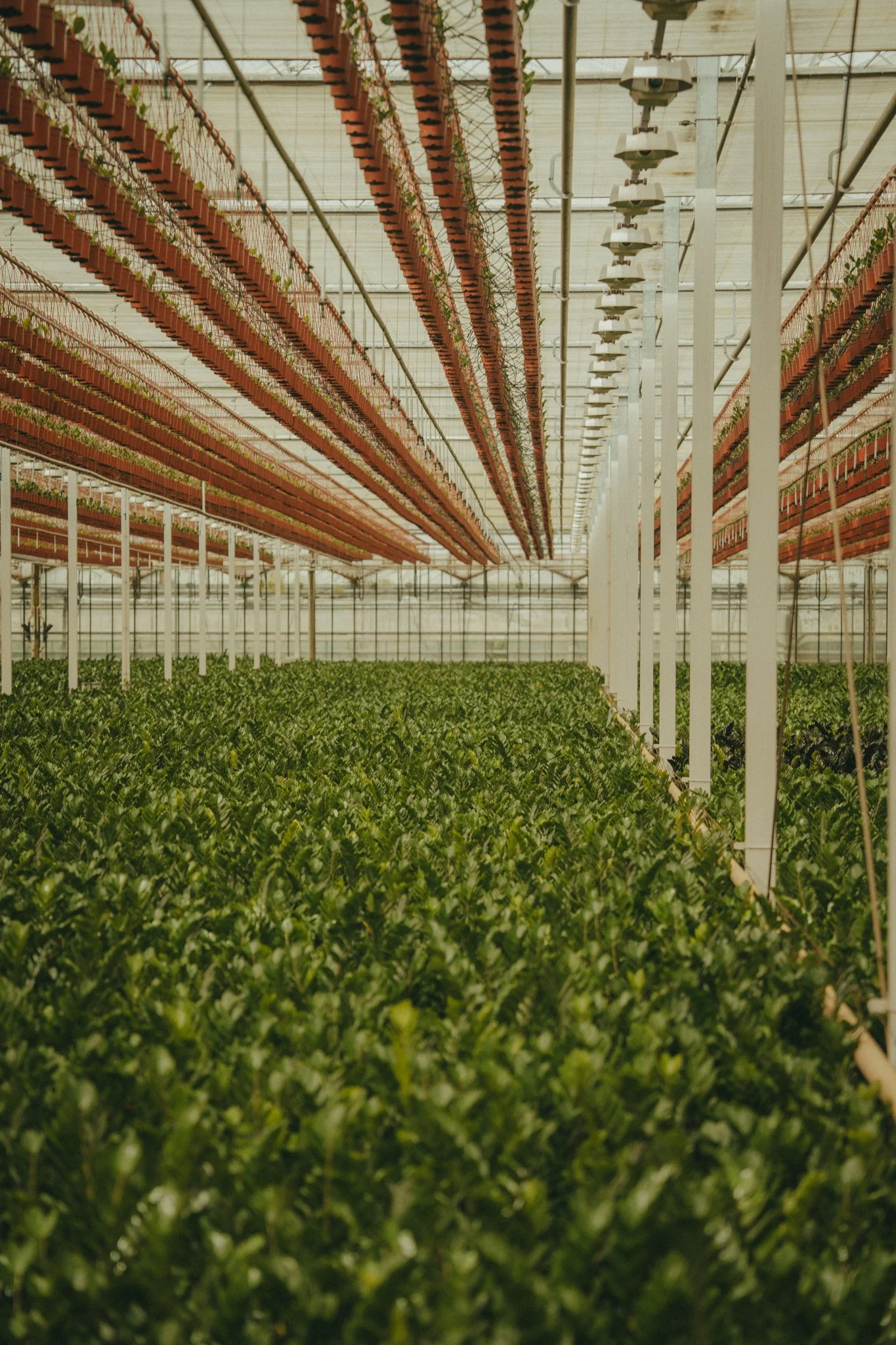 The inside of a modern greenhouse with rows of green plants growing on hanging trays, with lighting and ventilation systems visible.