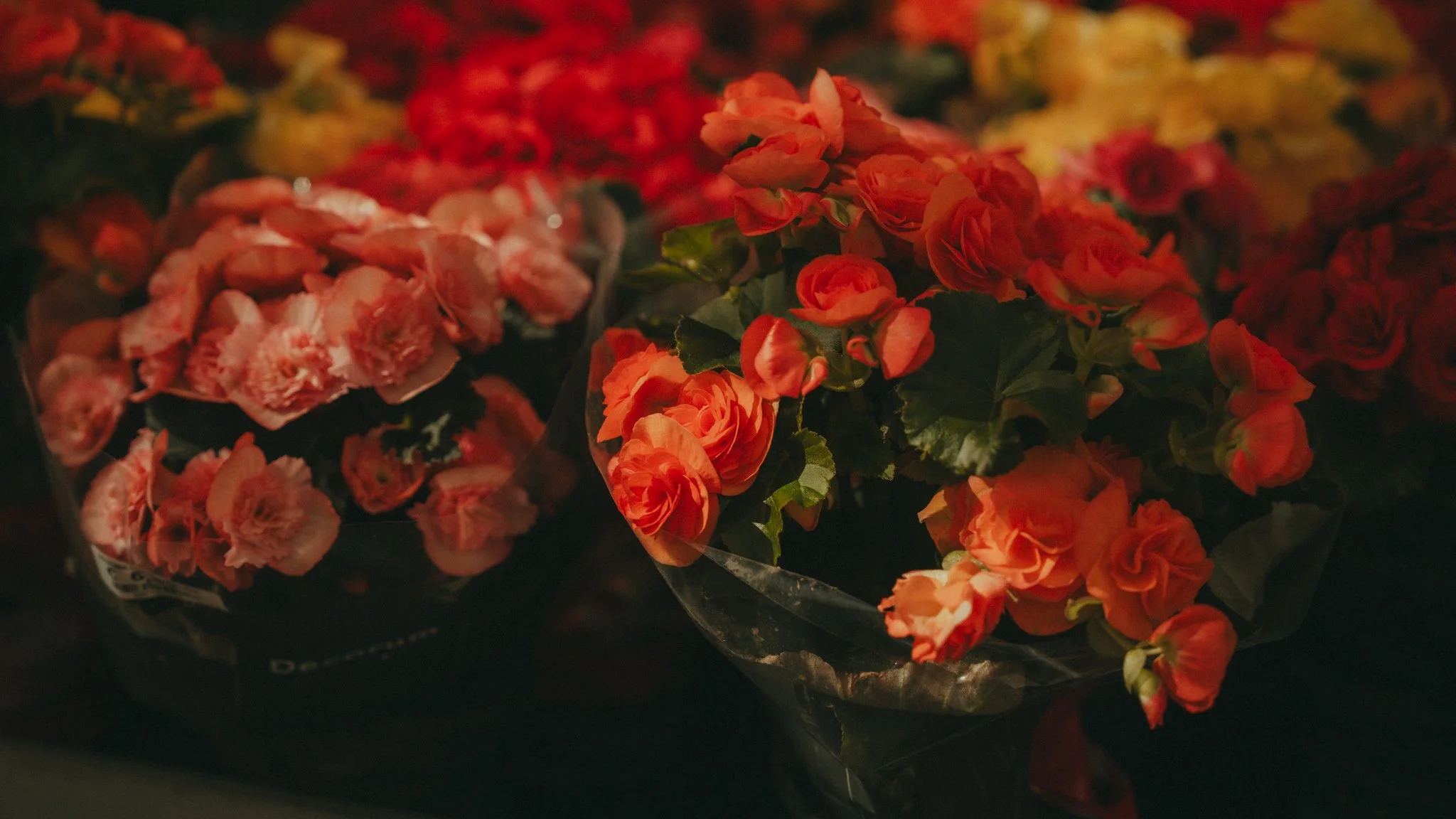 Red and pink flowers in a black pot, wrapped in clear plastic, with dark background.
