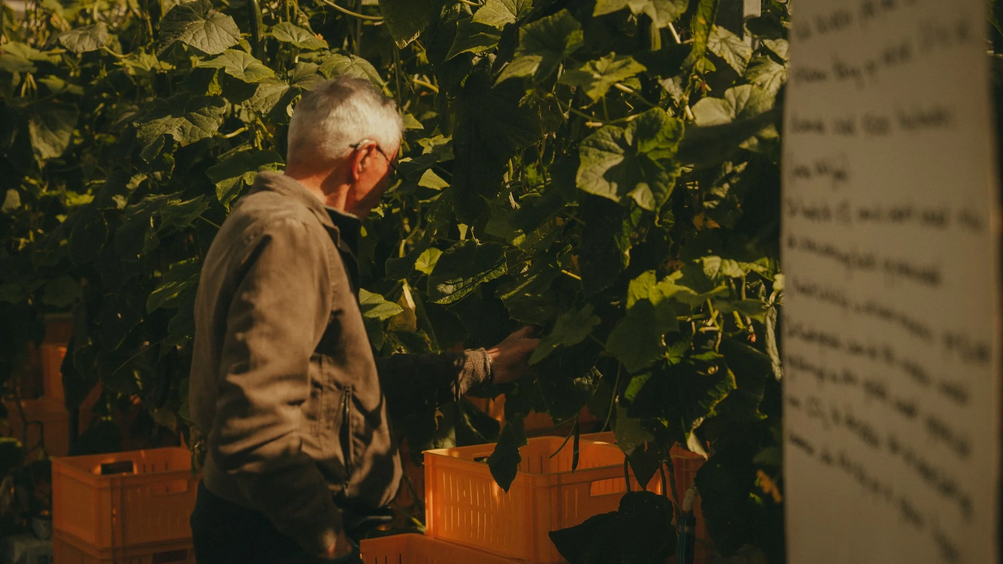 A man with gray hair and glasses wearing a light brown jacket examining large green leaves in a greenhouse or farm setting, with orange baskets below and a blurry whiteboard or sign in the foreground.