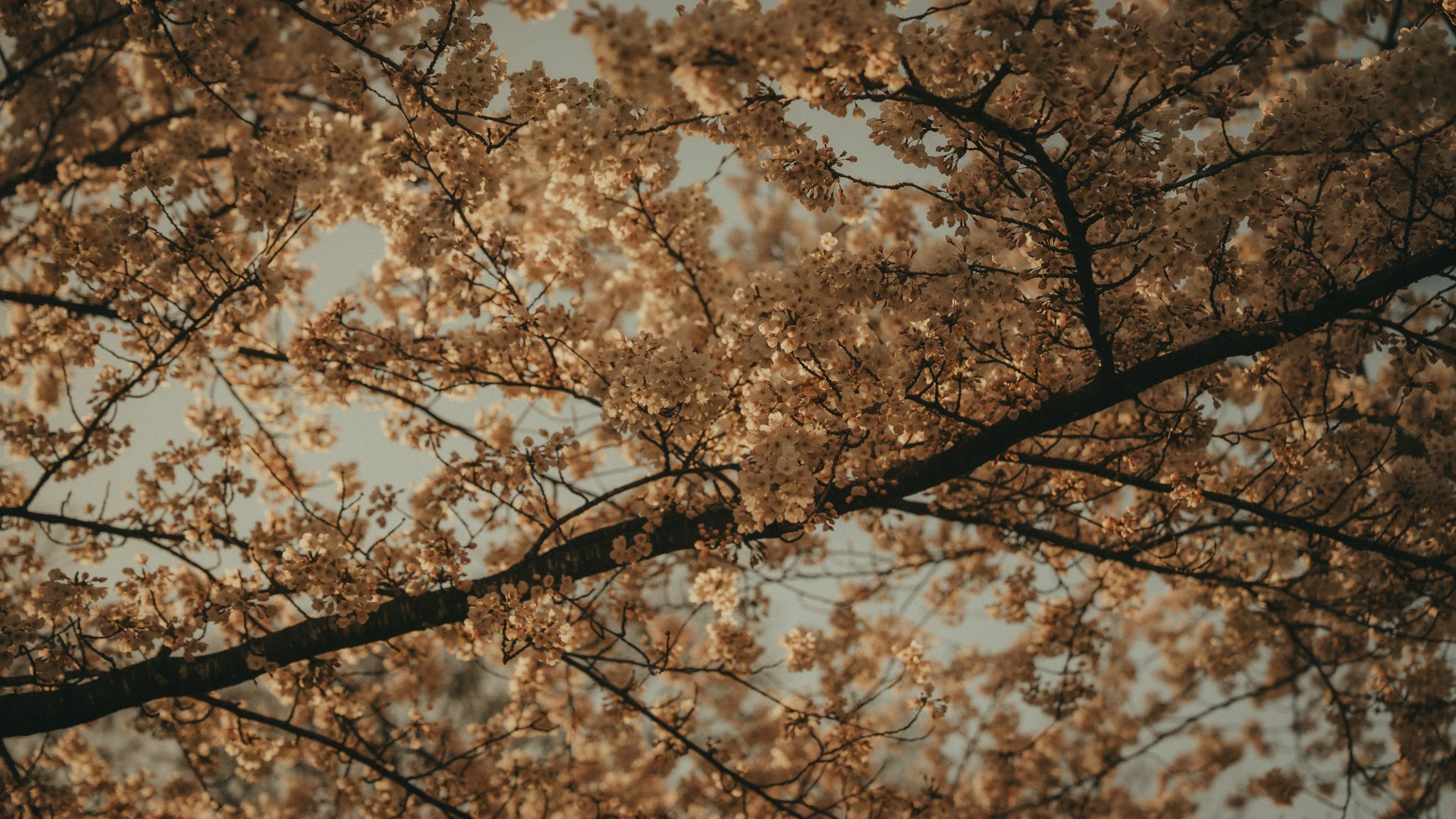 DAISYSFRAME-DFCT26-35.jpg