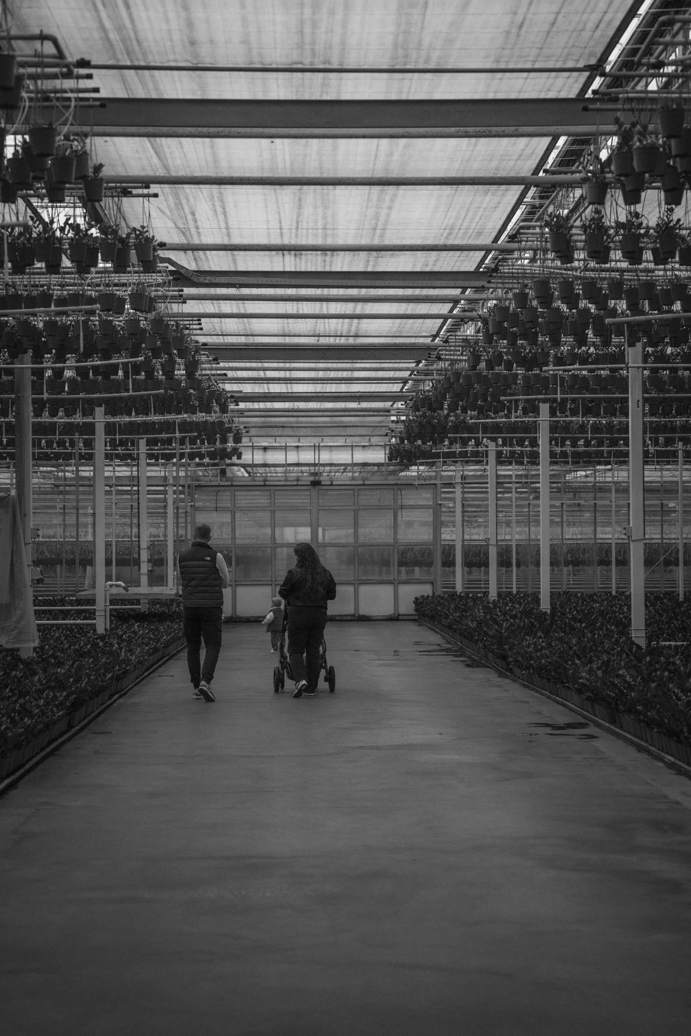 People walking in a greenhouse with rows of potted plants hanging from the ceiling.