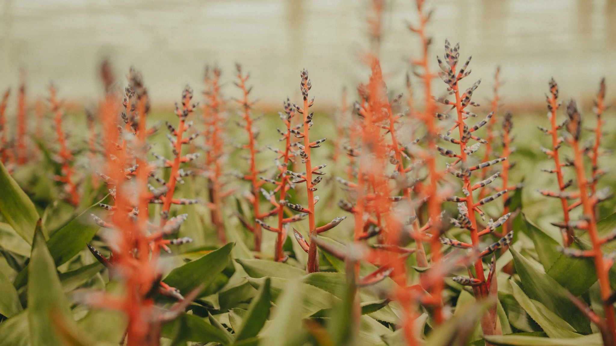 Close-up of orange spike flowers with green leaves and small purple and white striped buds.
