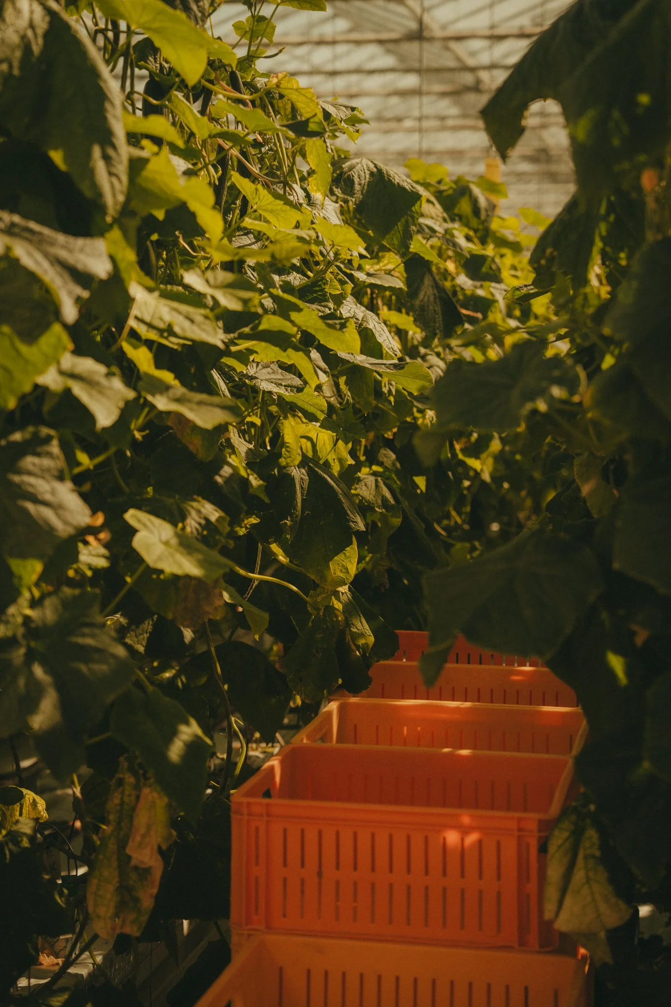 Rows of green leafy plants growing in a greenhouse with orange plastic crates nearby.