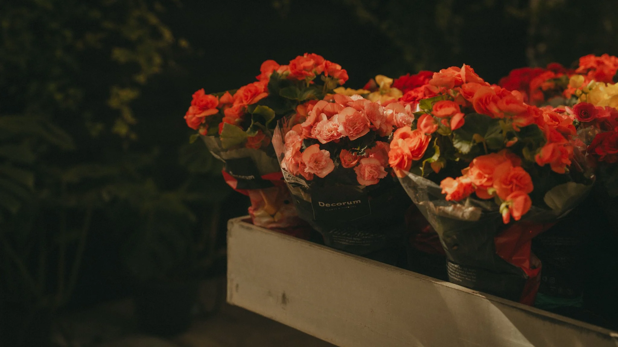 Brightly colored flowers in shades of pink, red, and orange displayed on a white stand at night.