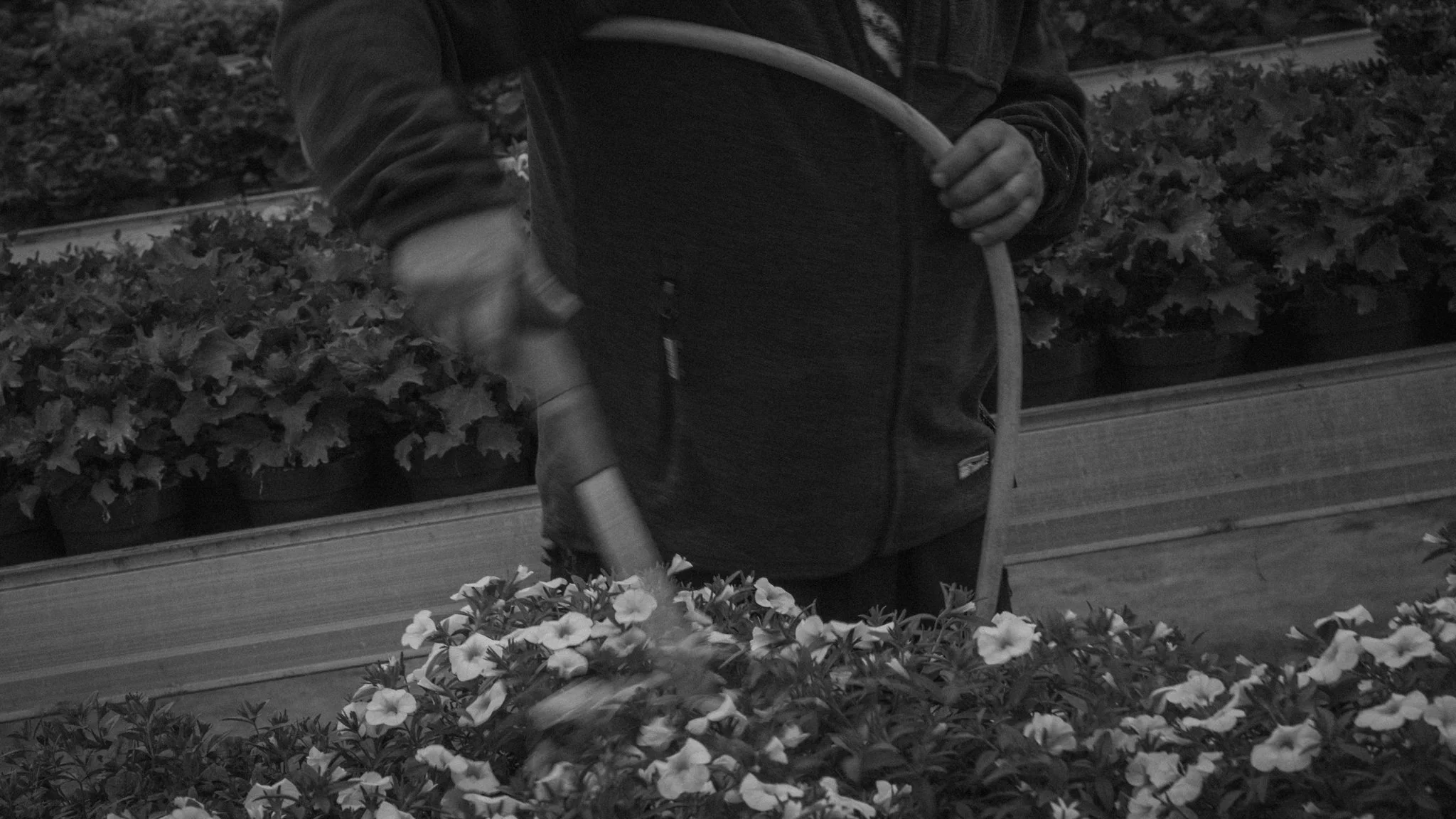 Person wearing a jacket tending to flowers in a garden bed with flowers and plants, with garden hose in hand.