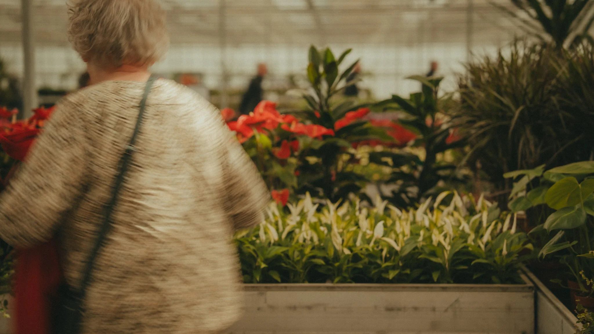 Person shopping in a greenhouse or plant nursery, surrounded by various green plants and flowers.
