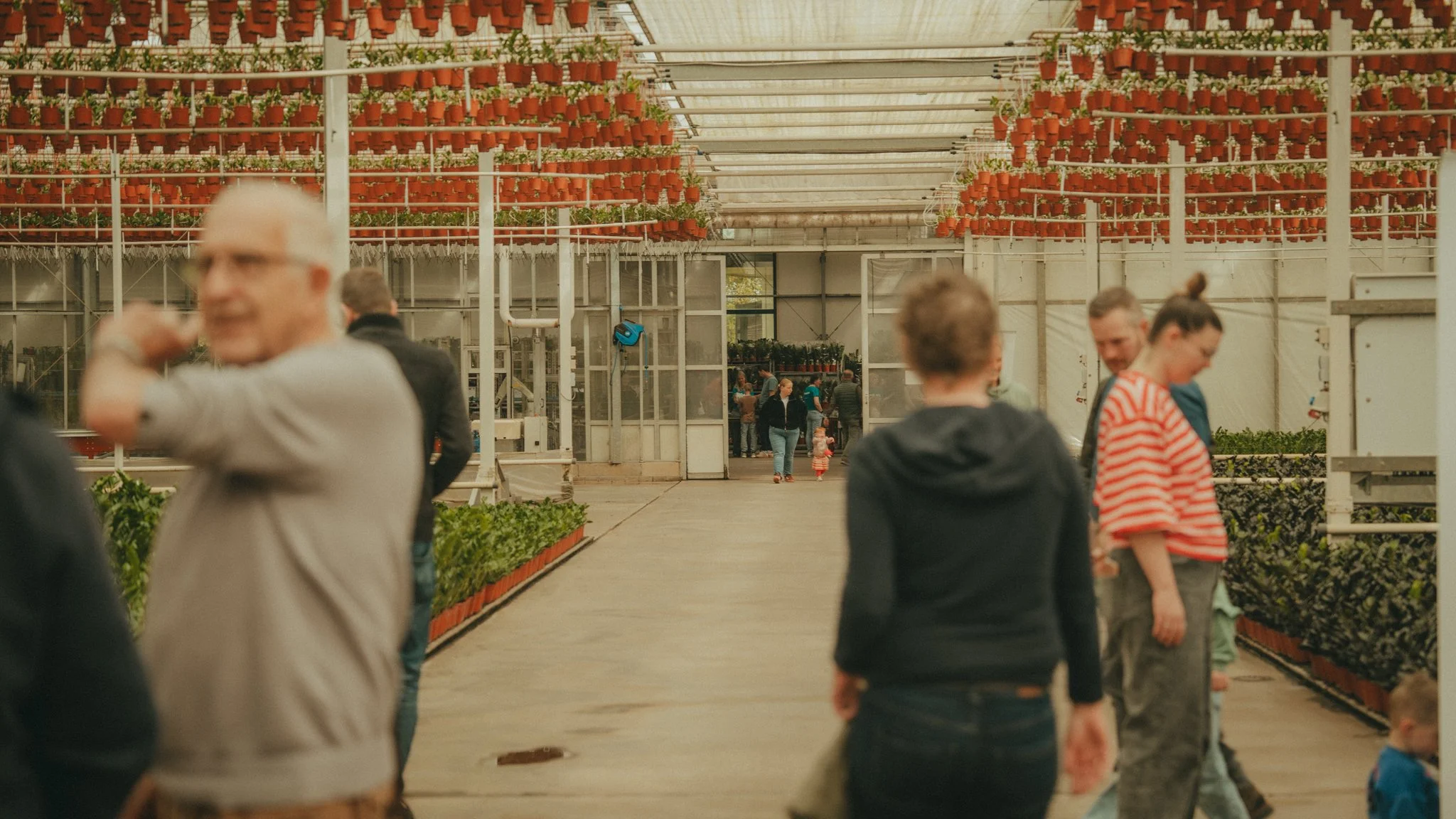 People walking inside a greenhouse with hanging pots of flowers above and rows of plants.