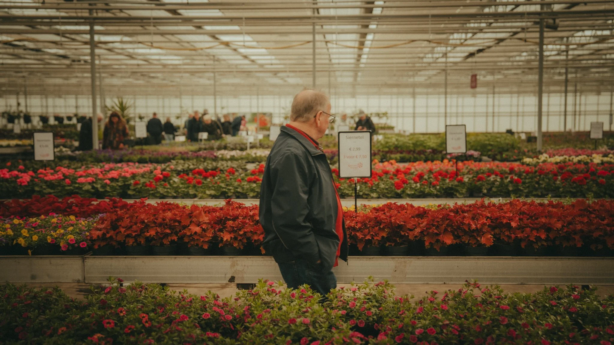 A man walking through a greenhouse filled with colorful flowers and plants, with signs displaying prices.