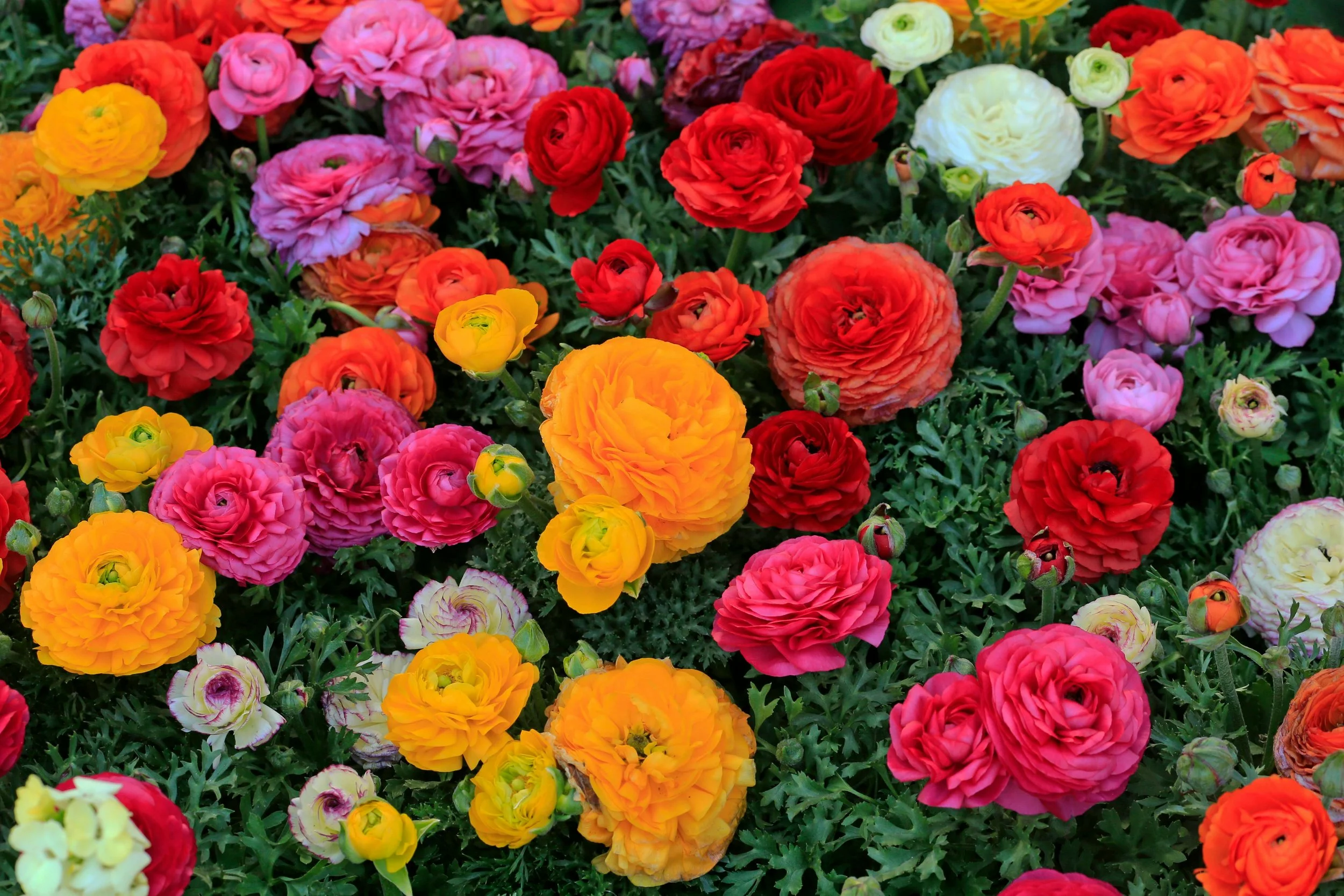 Ranunculus 'Happy Mix'