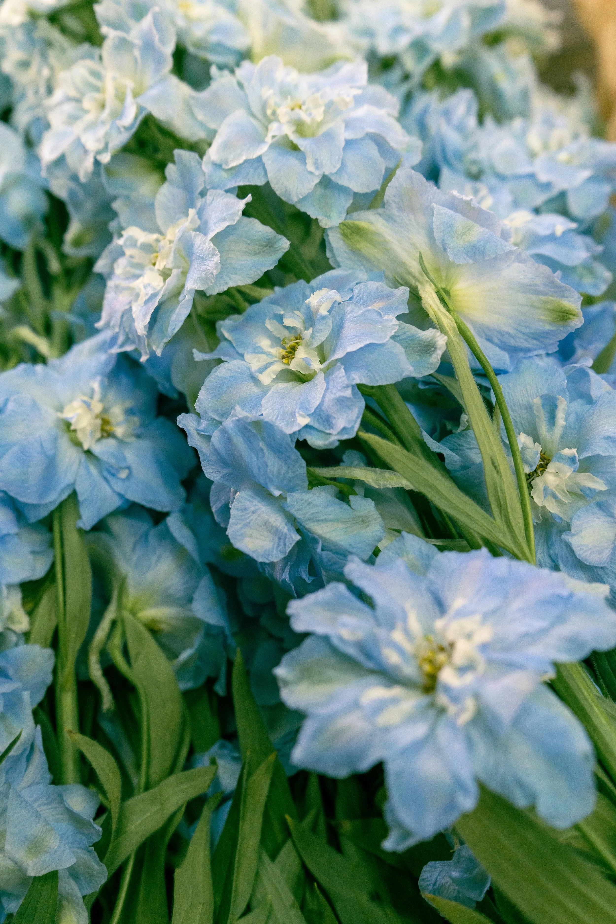 Delphinium 'Cliveden Beauty'