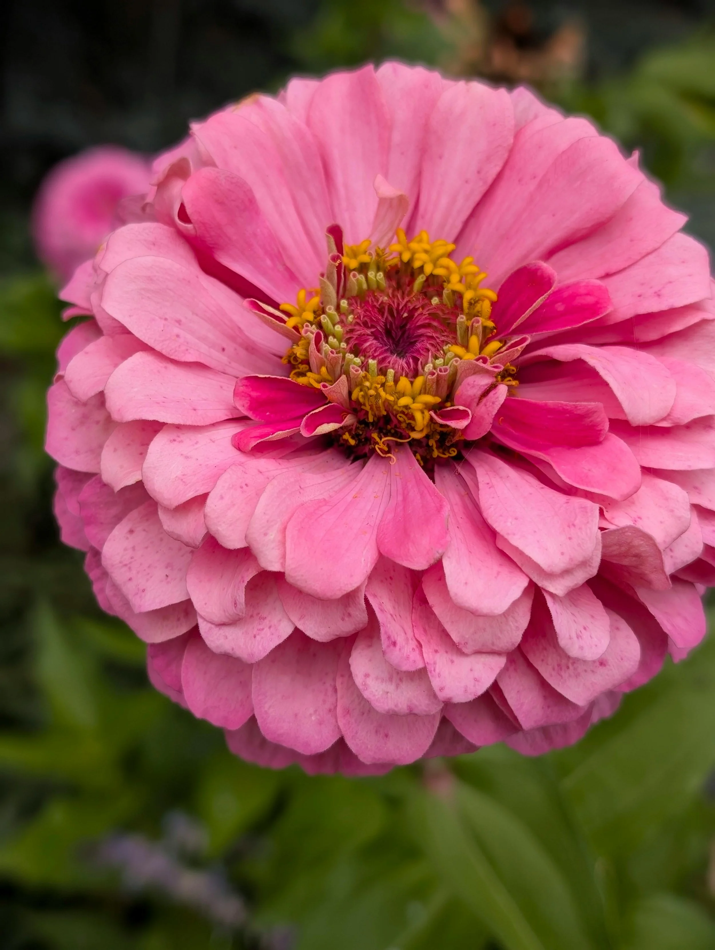 Zinnia 'B. Giant Bright Pink'
