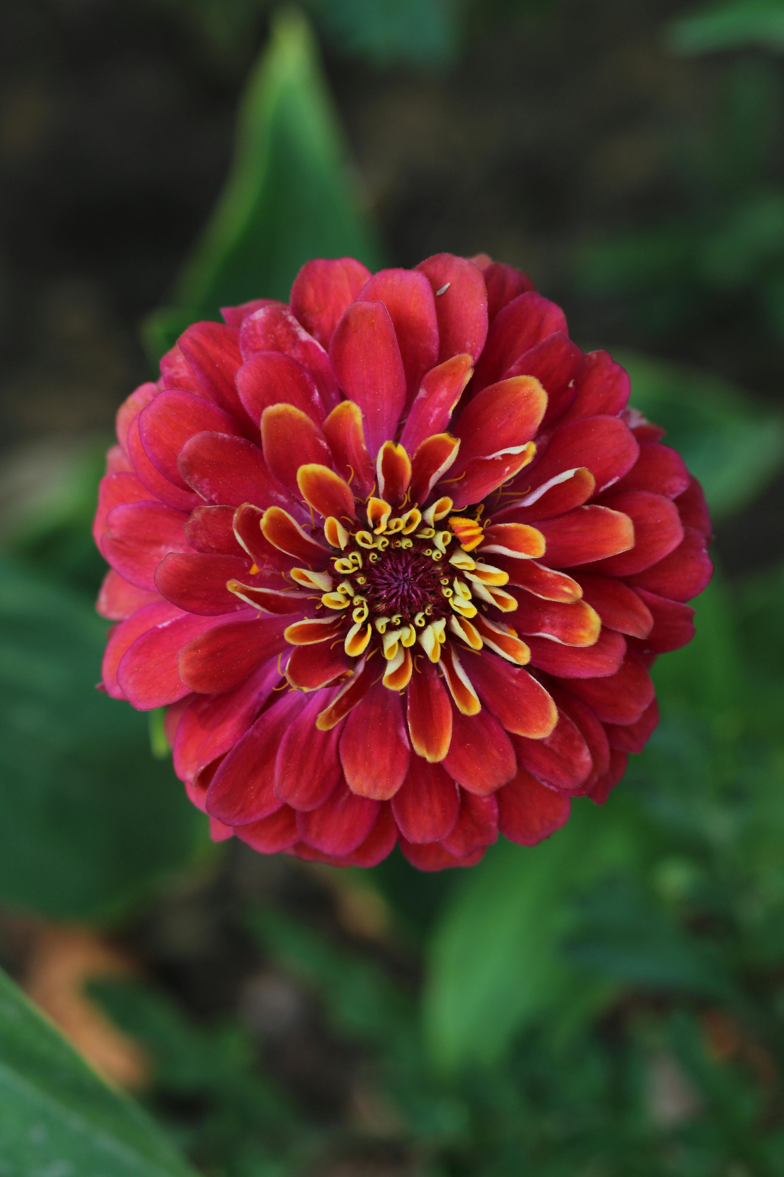 Zinnia 'B. Giant Wine'