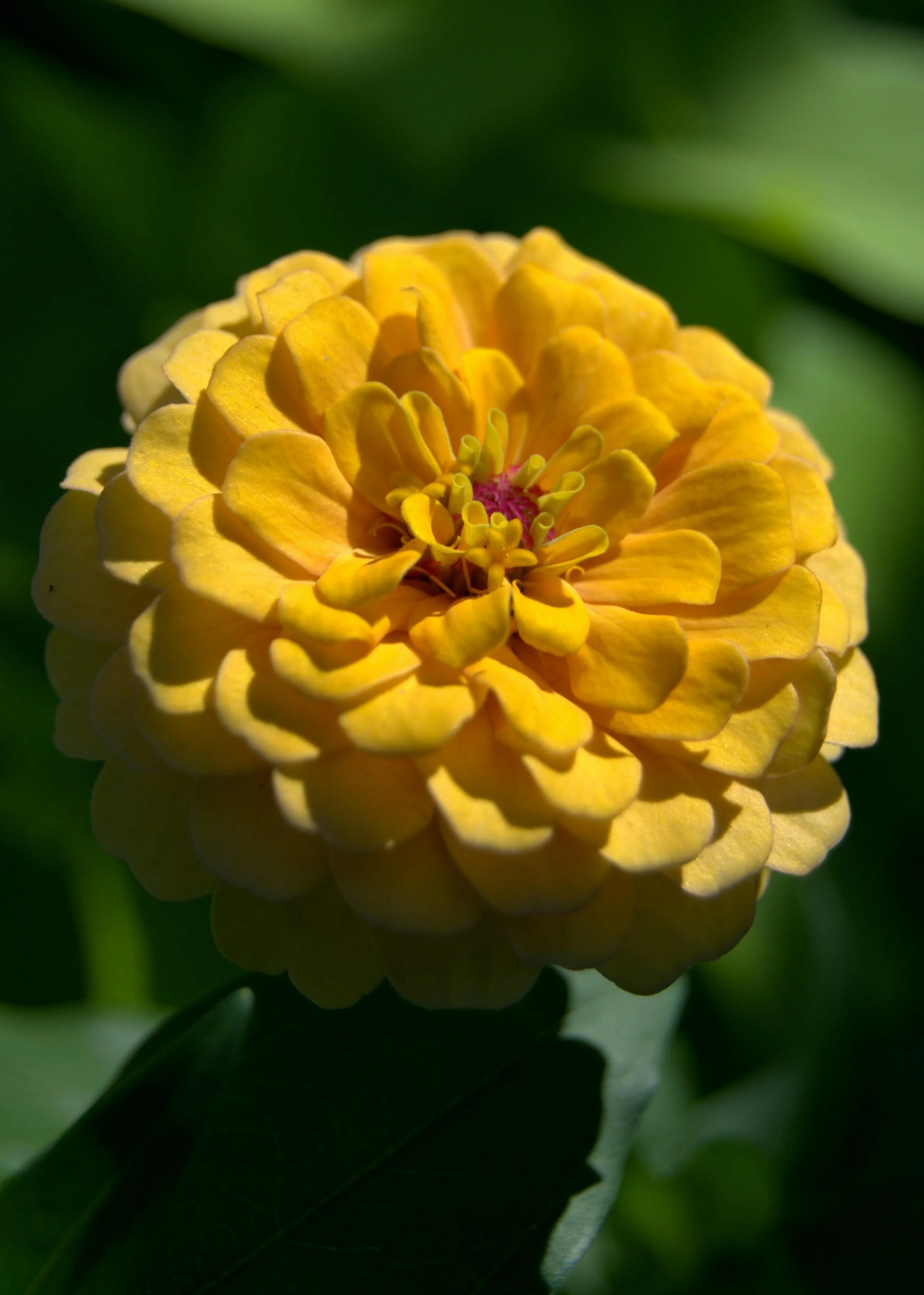 Zinnia 'Queeny Lemon Peach'