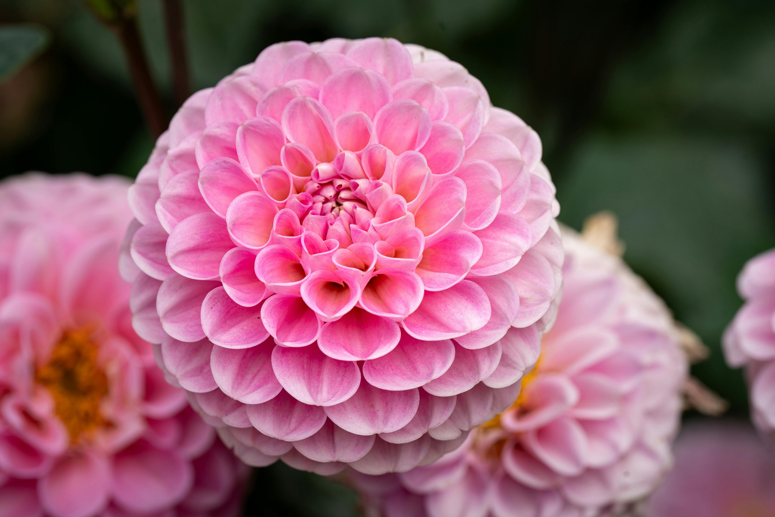 Dahlia 'Jowey Winnie'