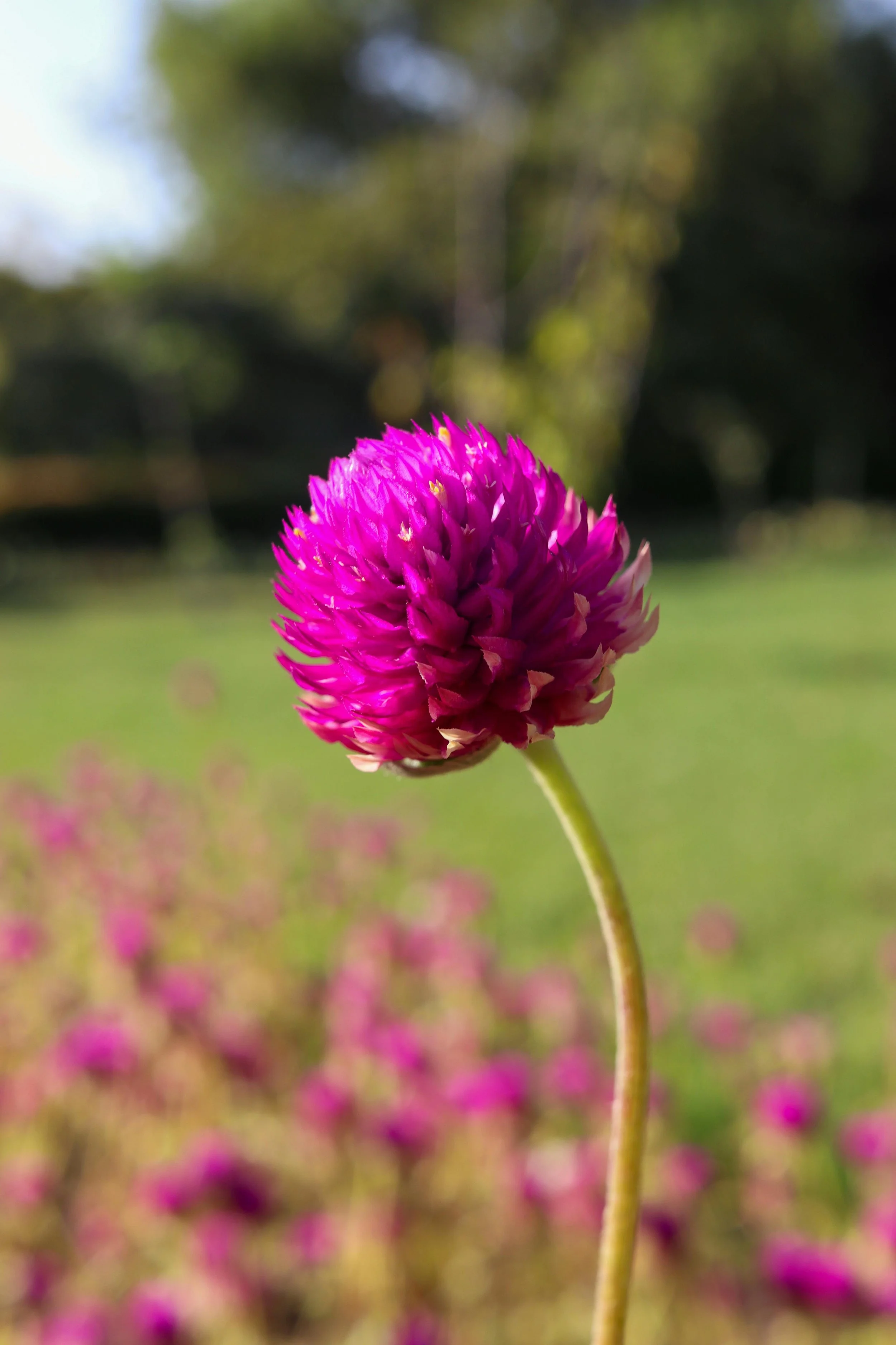 Gomphrena 'QIS Purple'