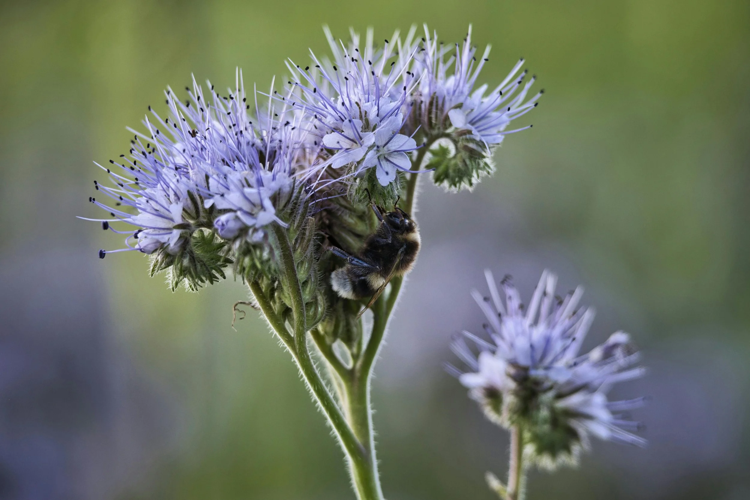 Phacelia