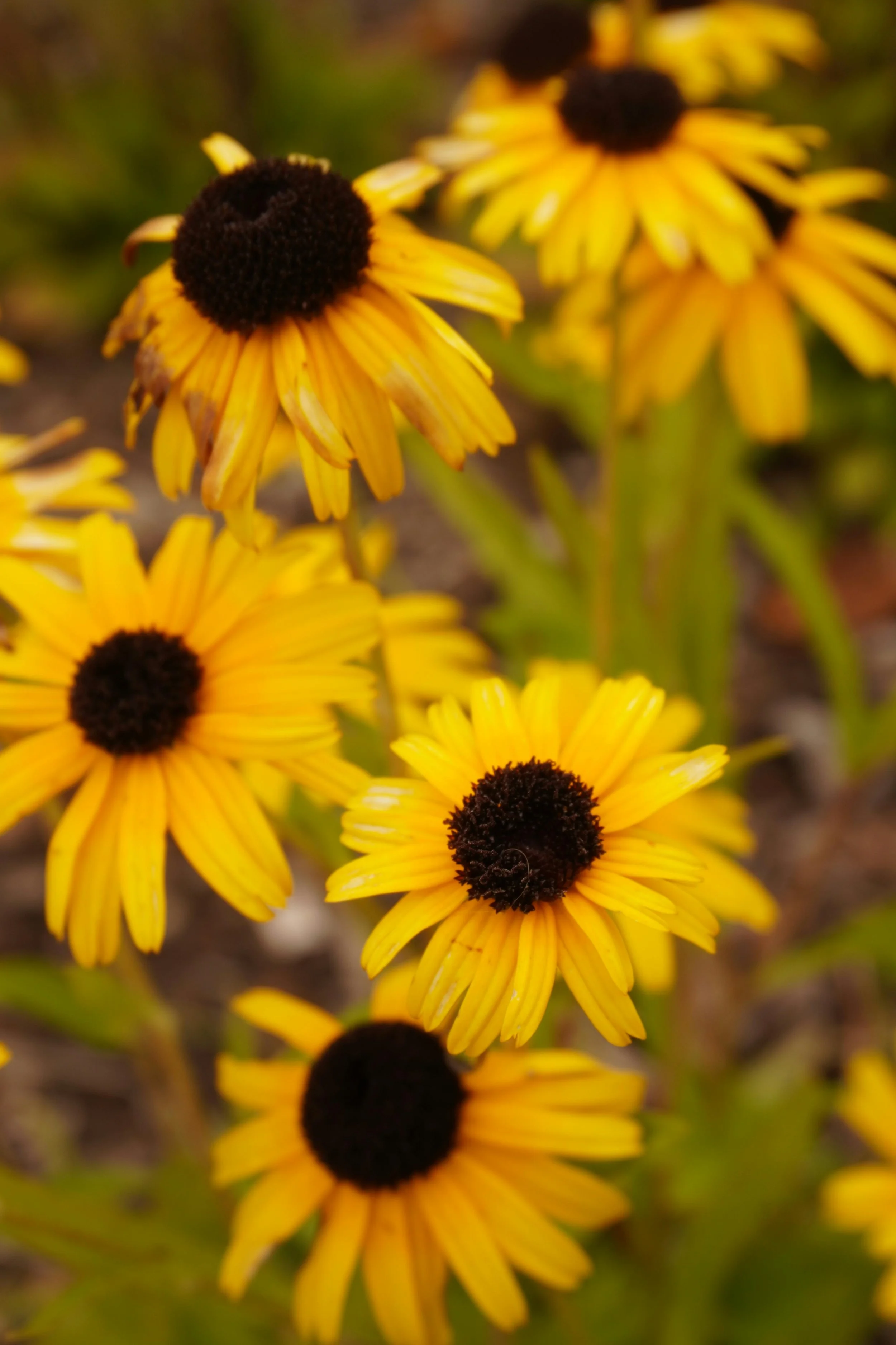 Rudbeckia