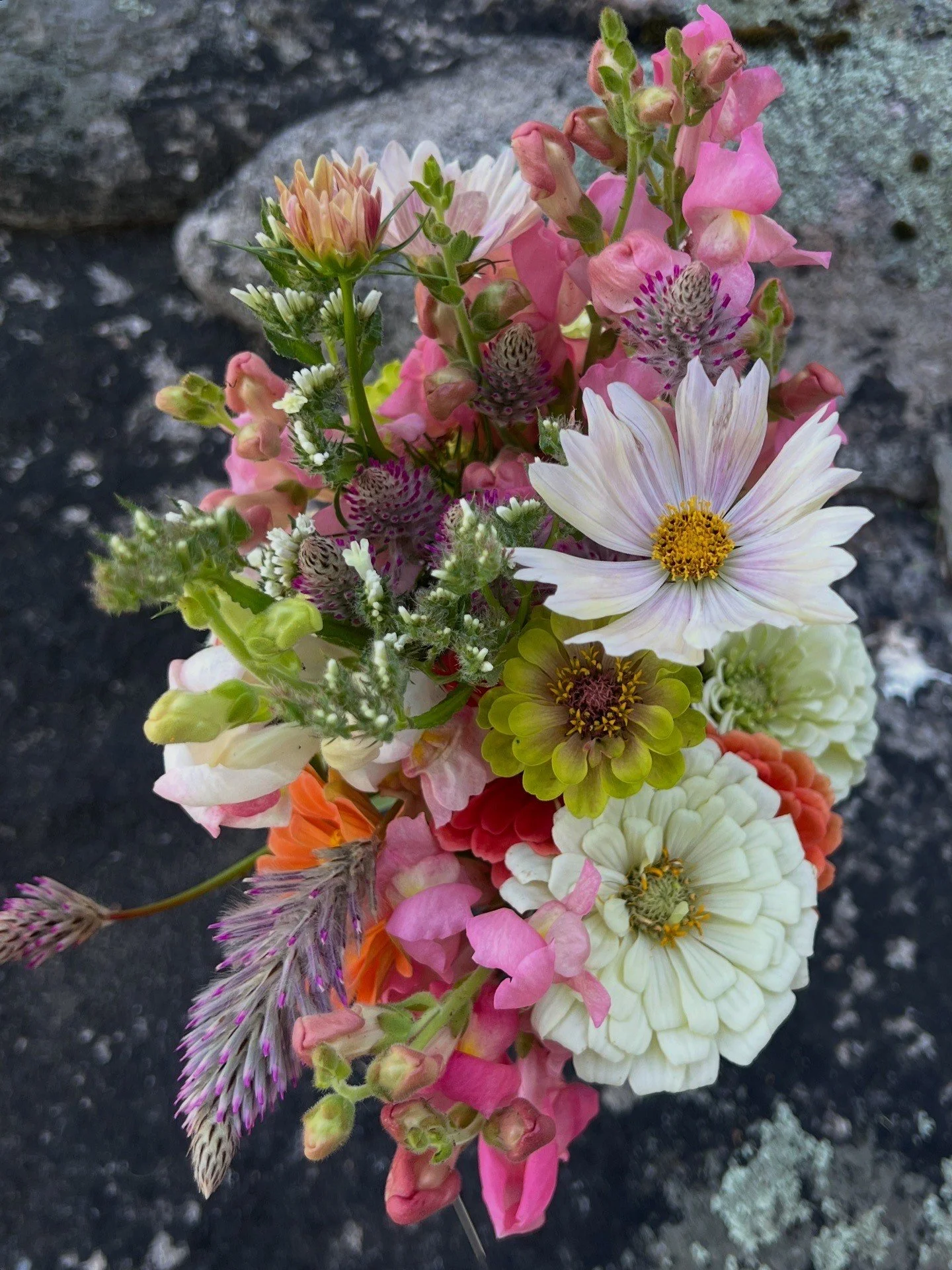 A mixed bouquet with zinnia, snapdragons, gomphrena, cosmos and other various species. All flowers cultivated in Essex CT and arranged by Barnacle 1787