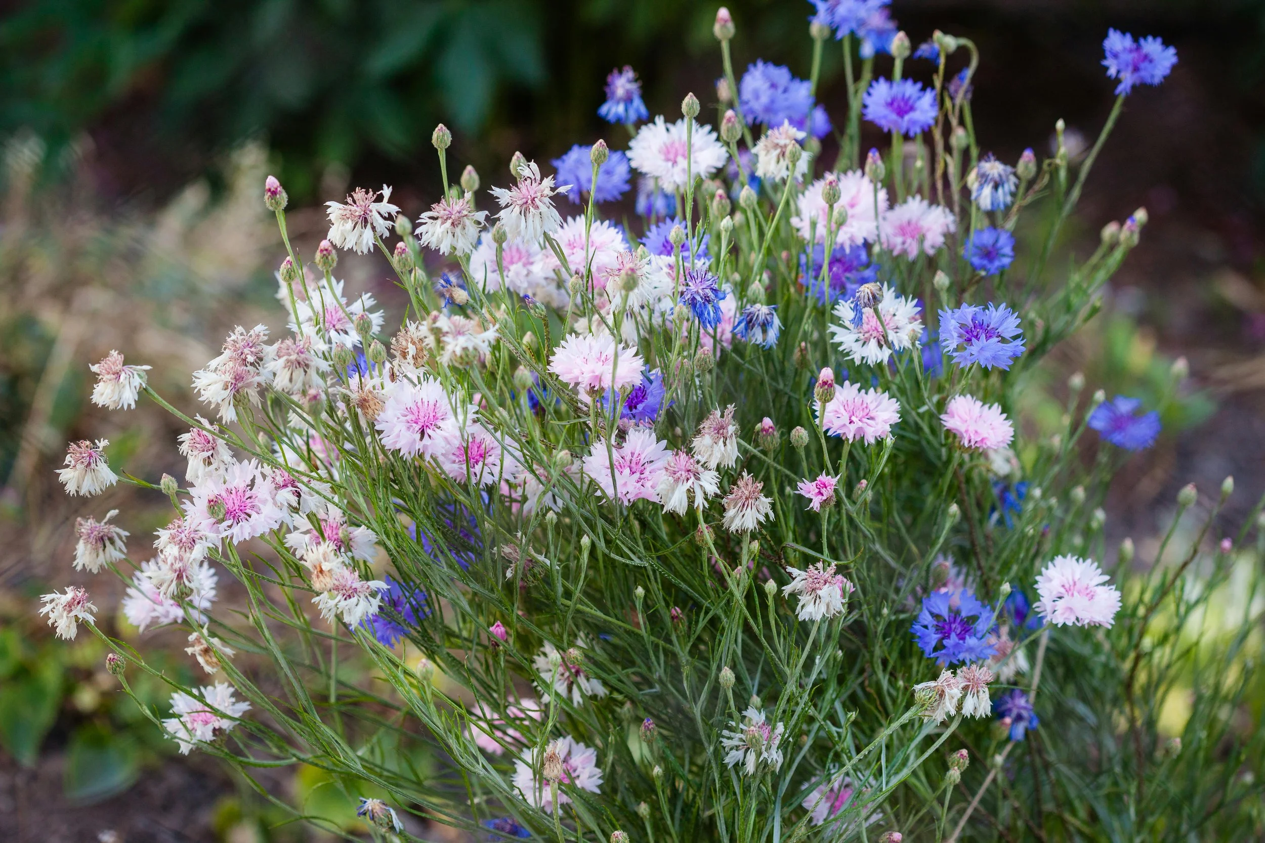 Bachelor's Button Mix