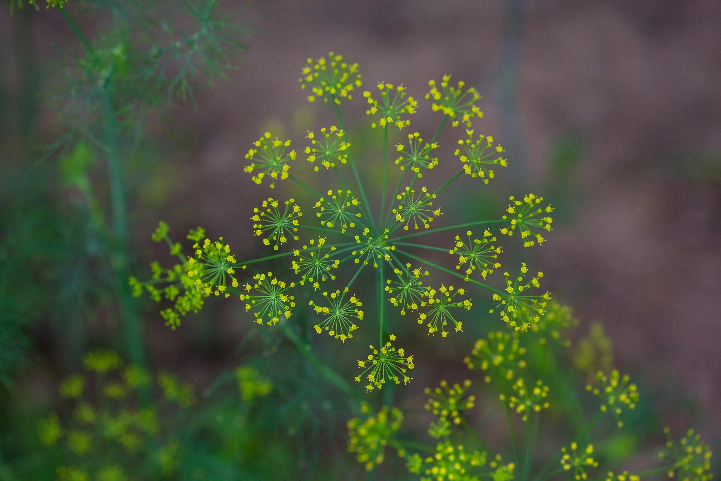 Bouquet Dill 