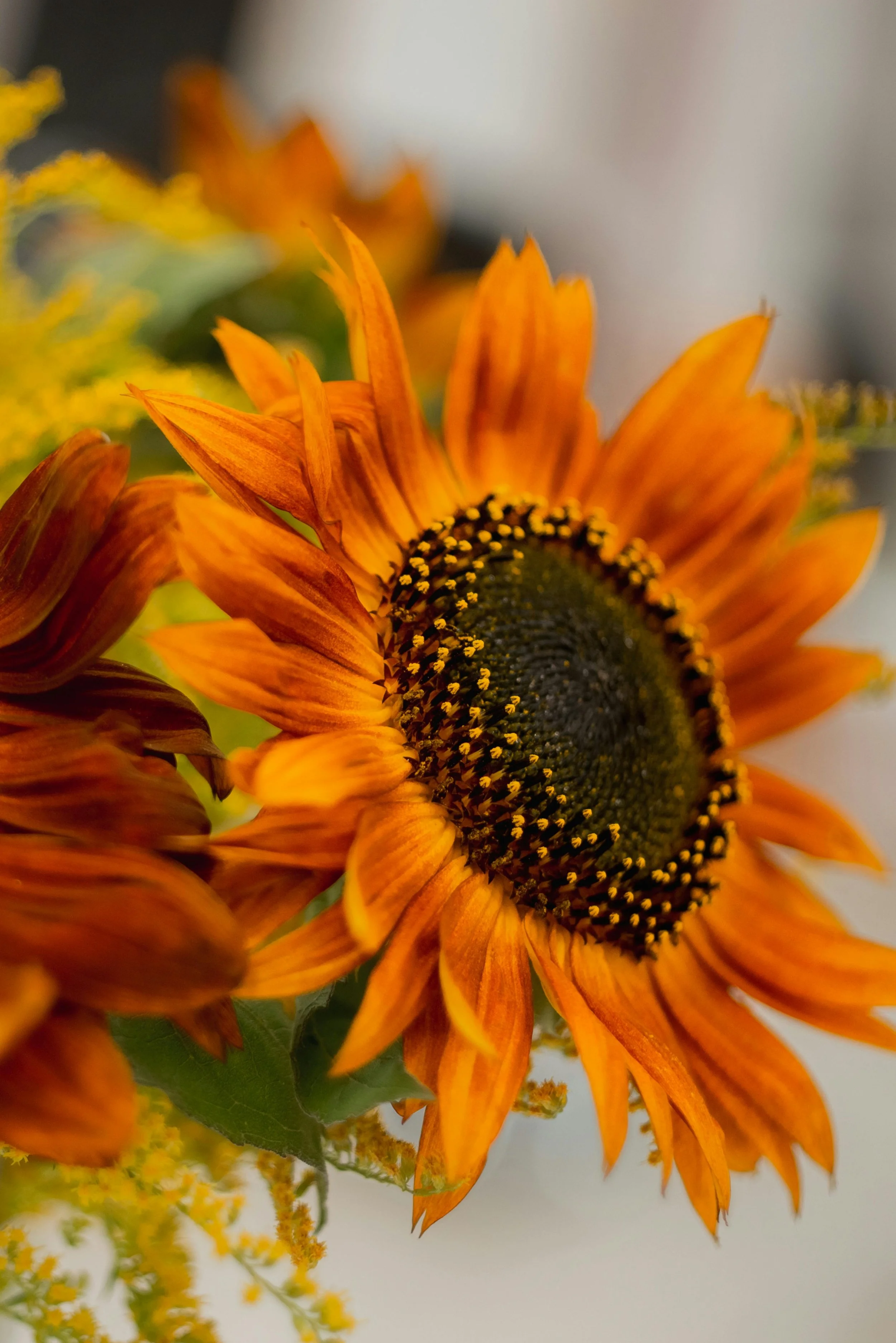 Sunflower 'Evening Sun'