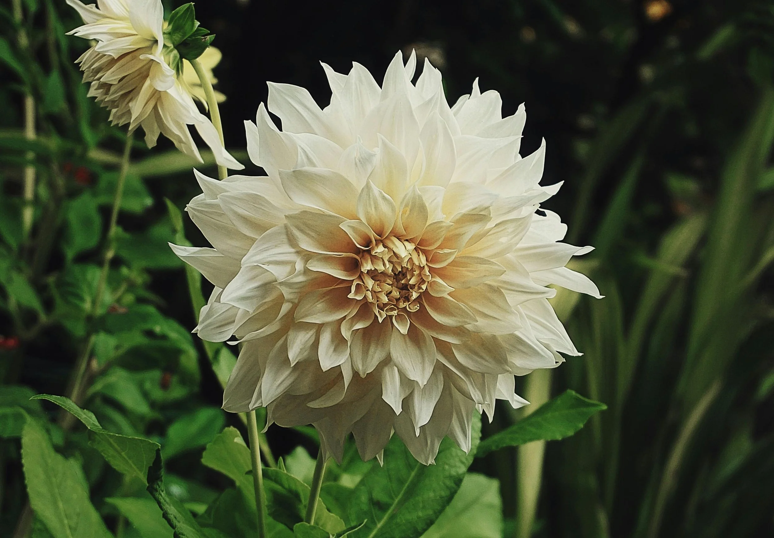 Dahlia 'Cafe au Lait'