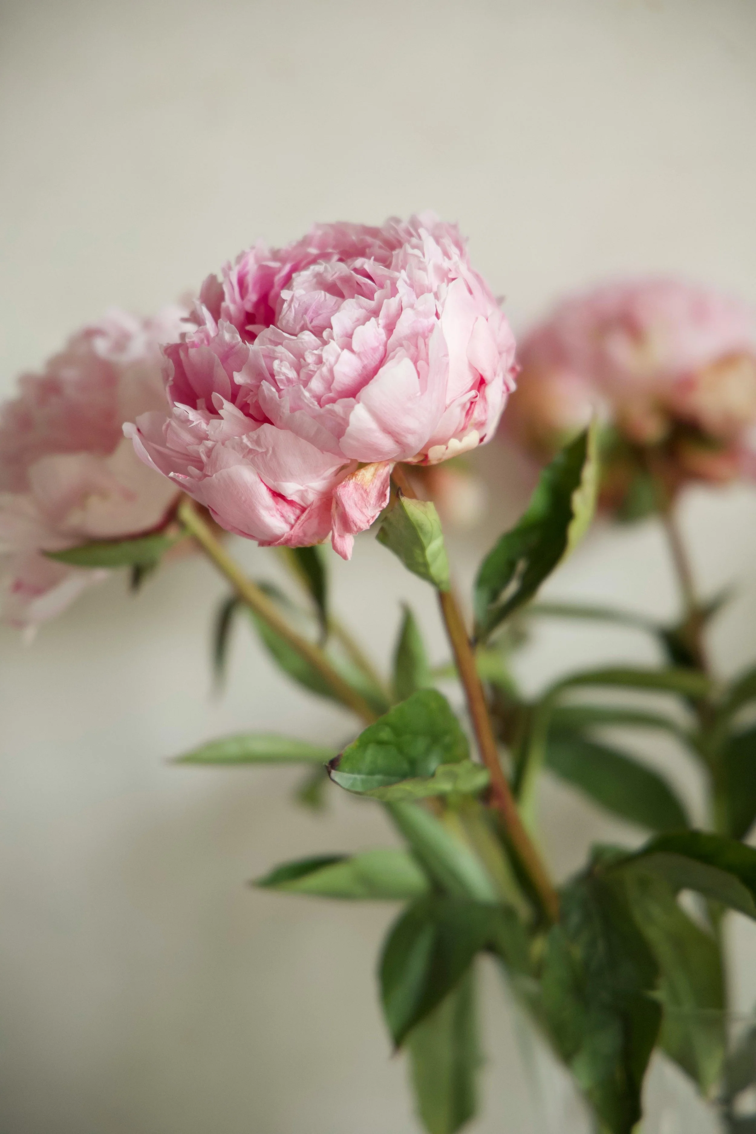 Paeonia