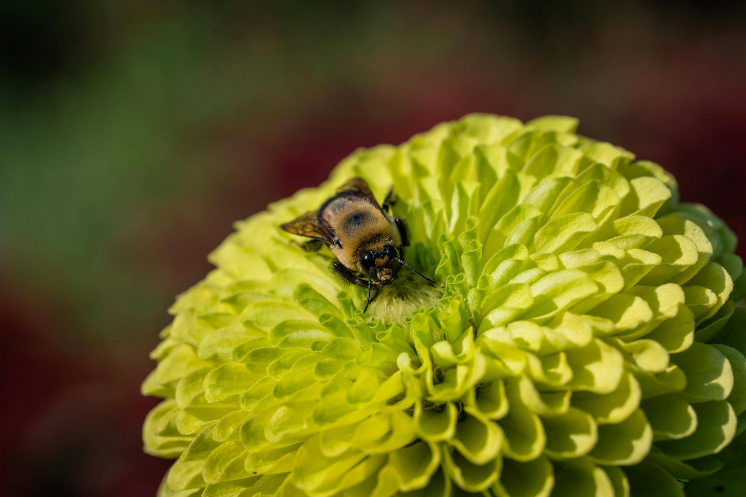 Zinnia 'B. Giant Lime Green'