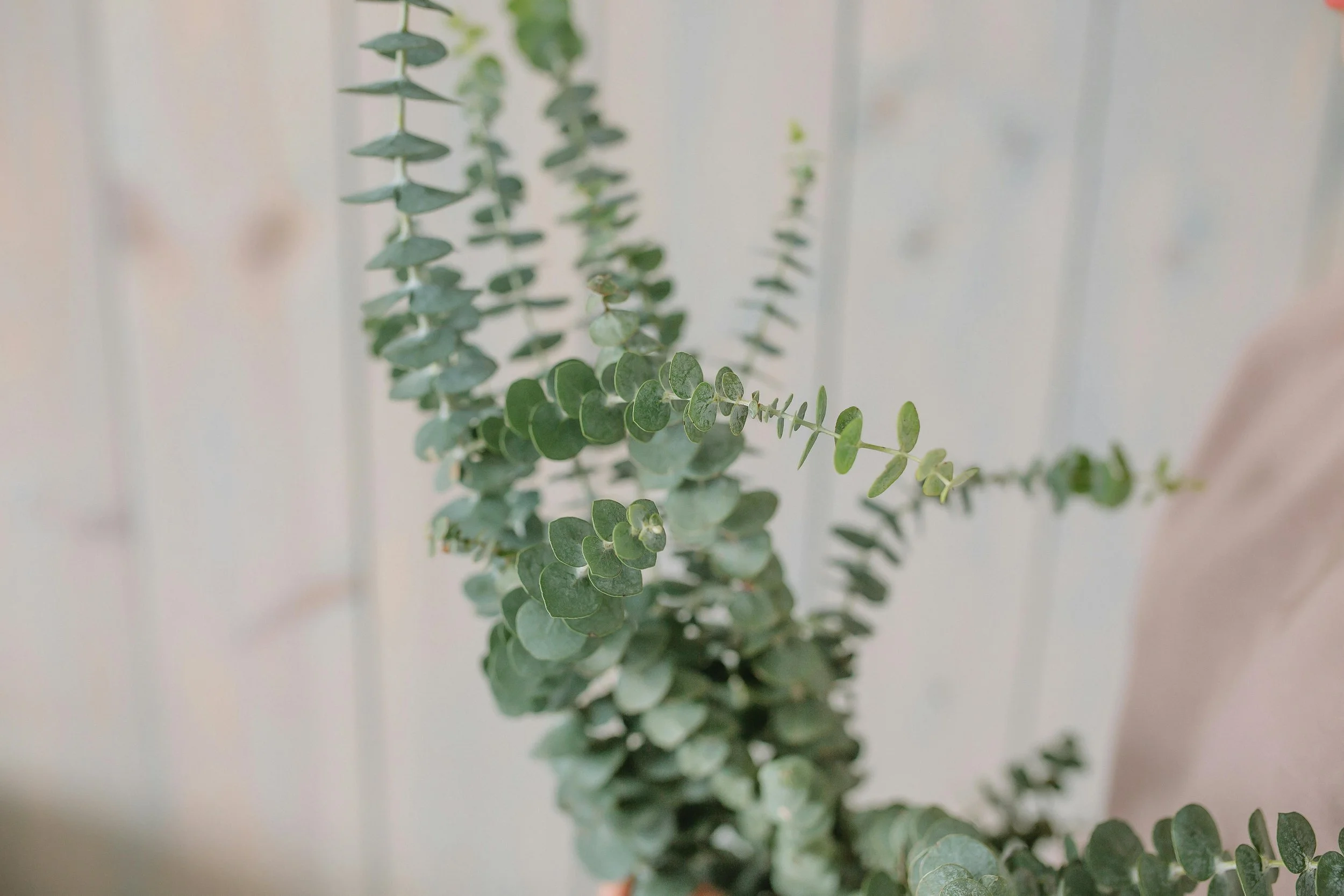 Eucalyptus 'Silverdrop'