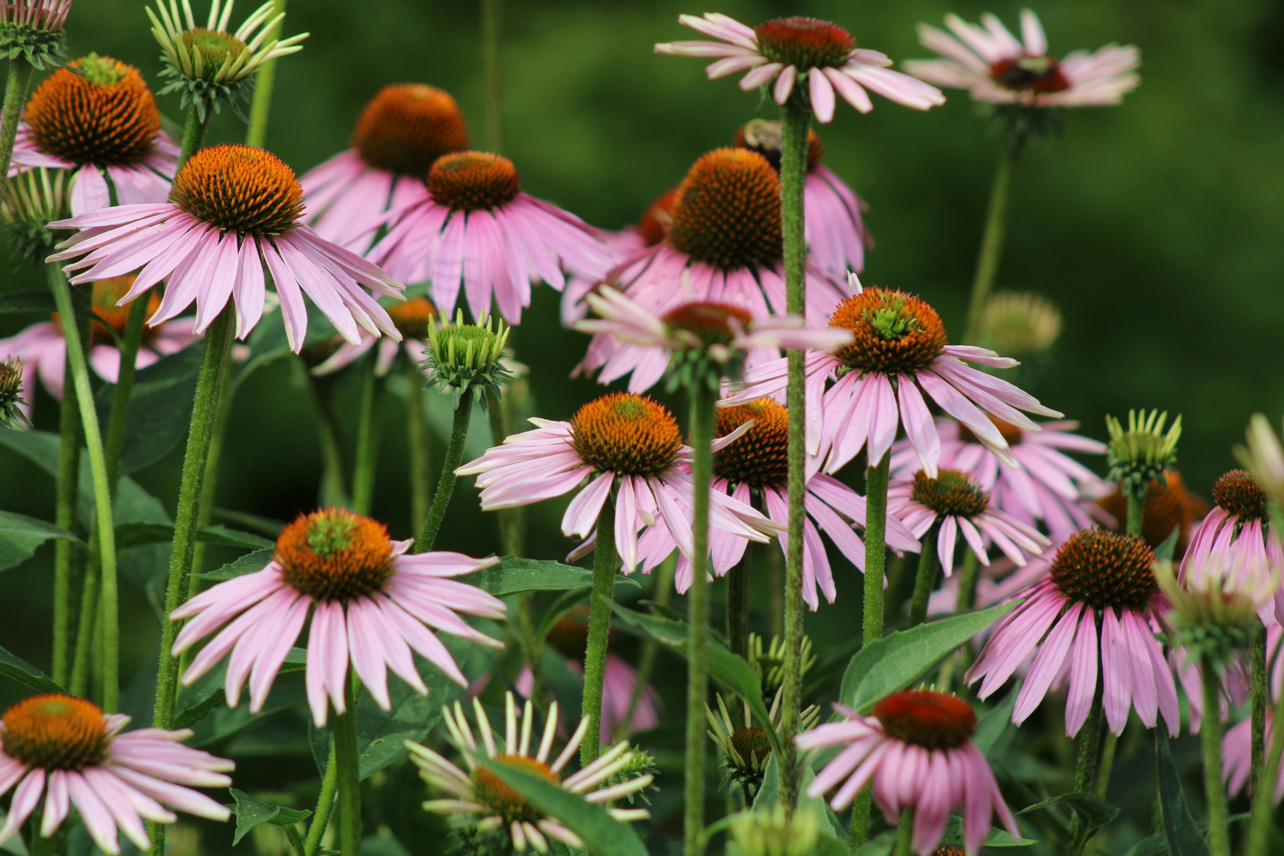 Echinacea