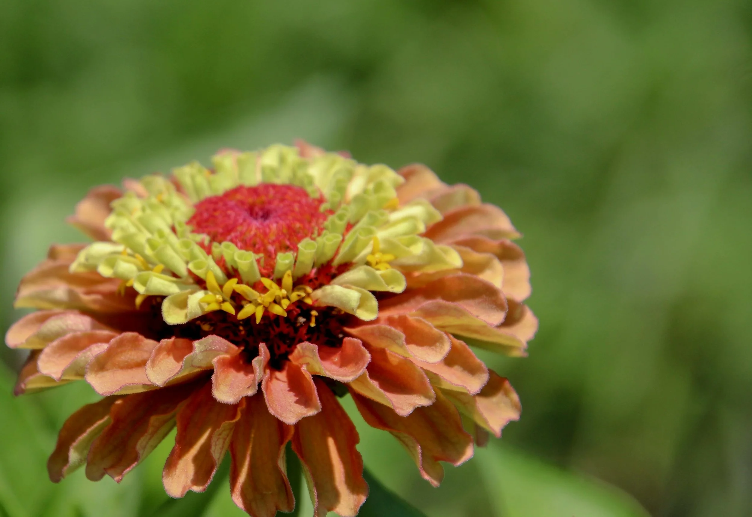 Zinnia 'Lime Orange'