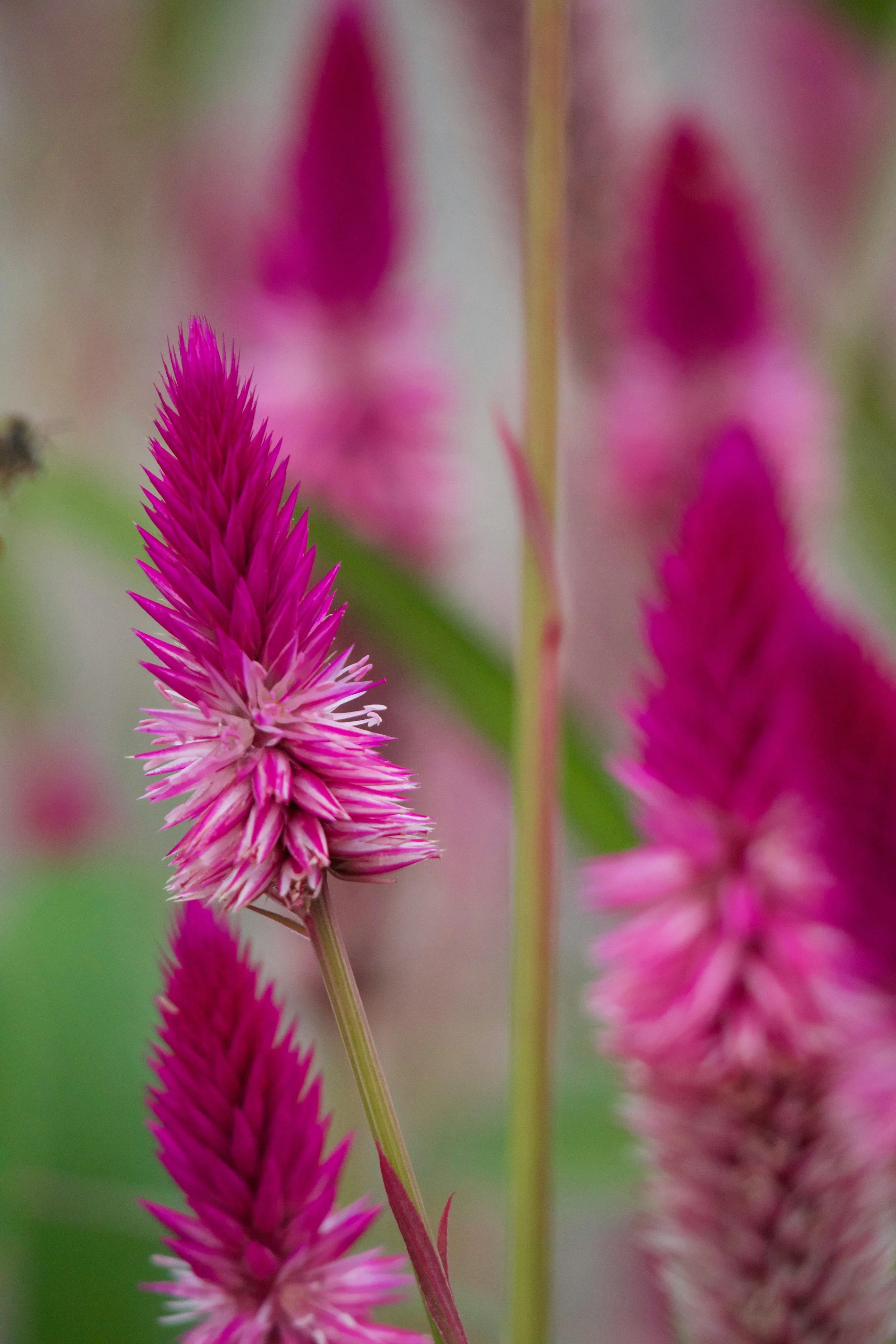 Celosia 'Ruby Parfait'