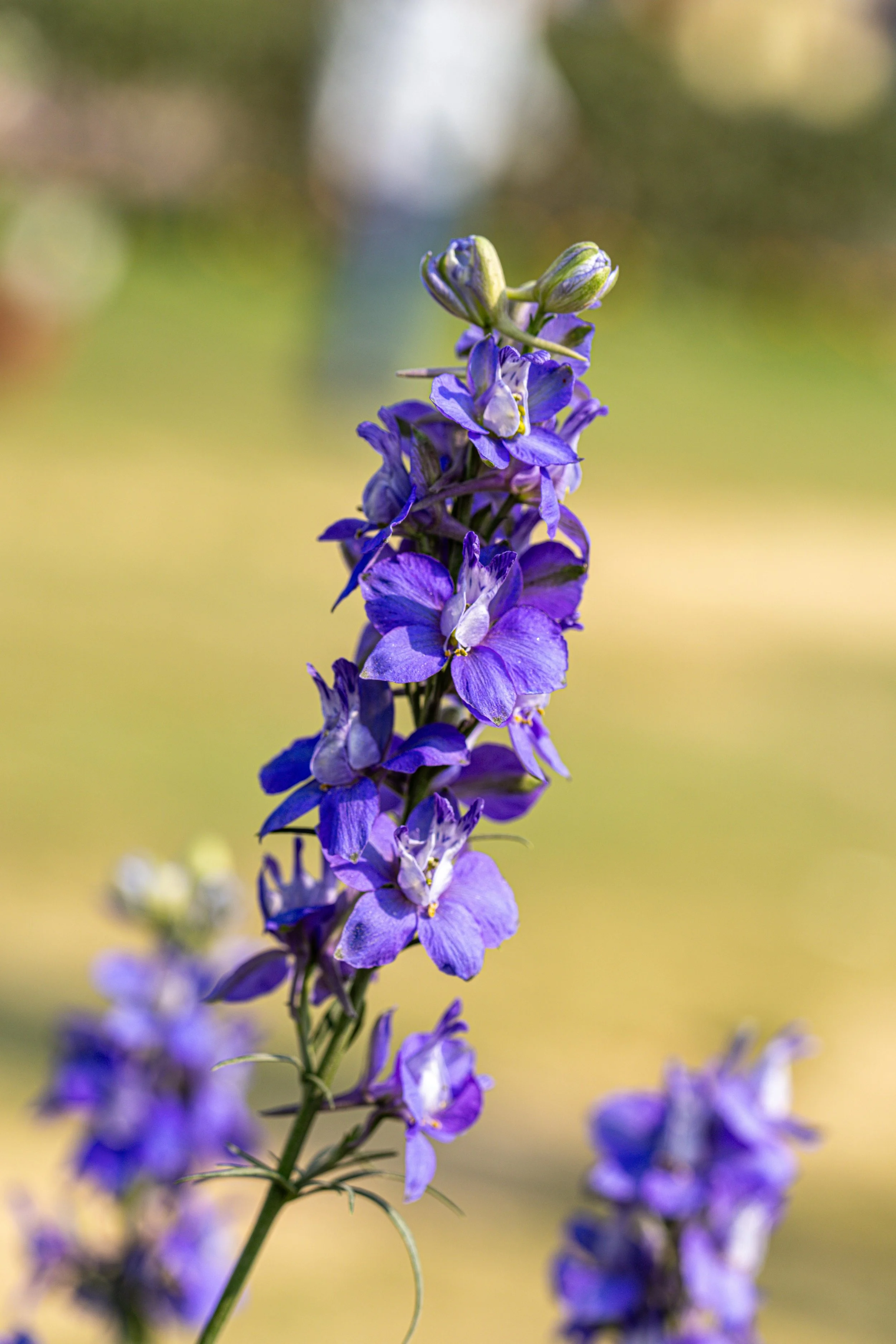 Delphinium belladonna 'Bellamosum'