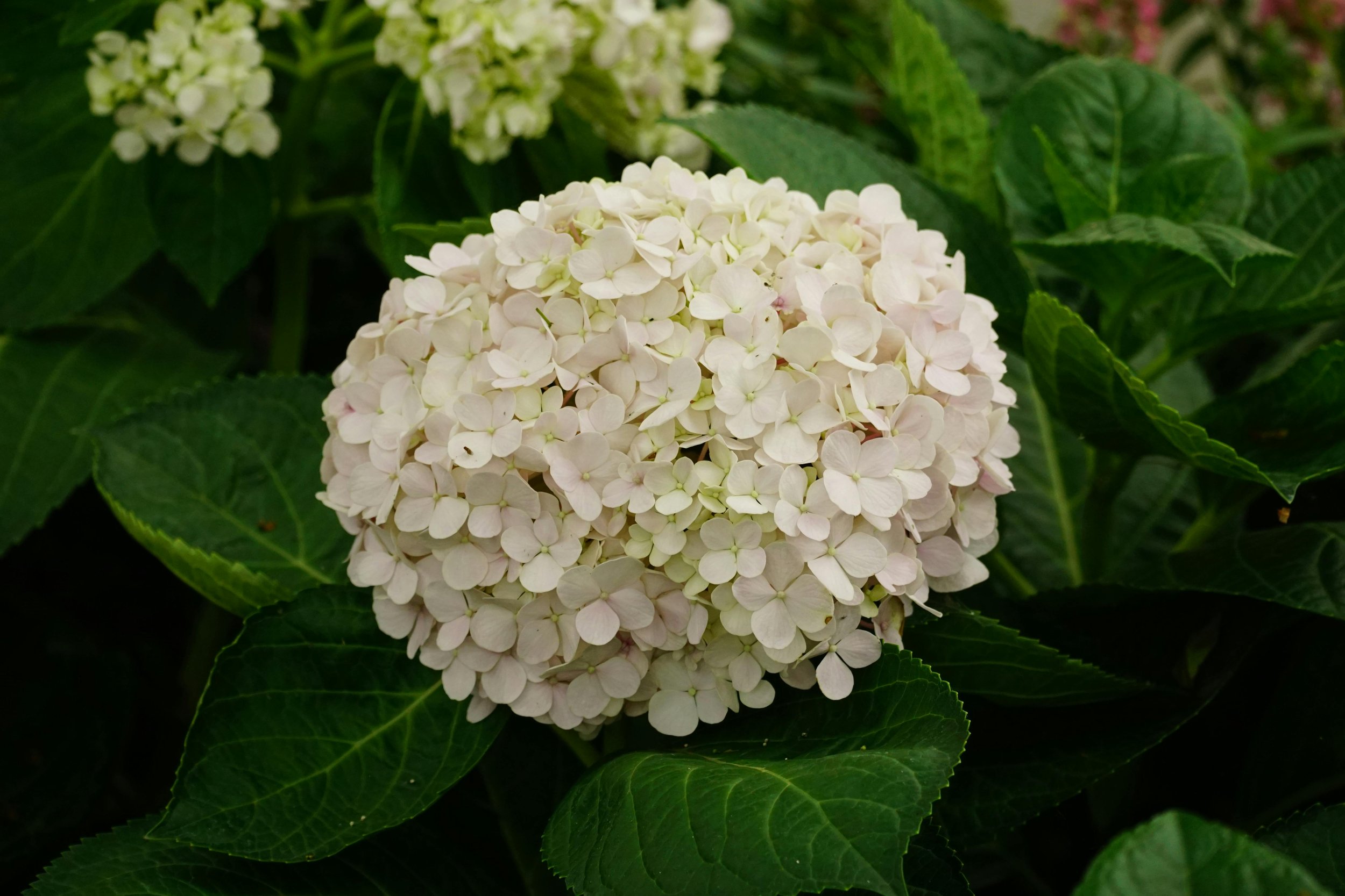 Hydrangea