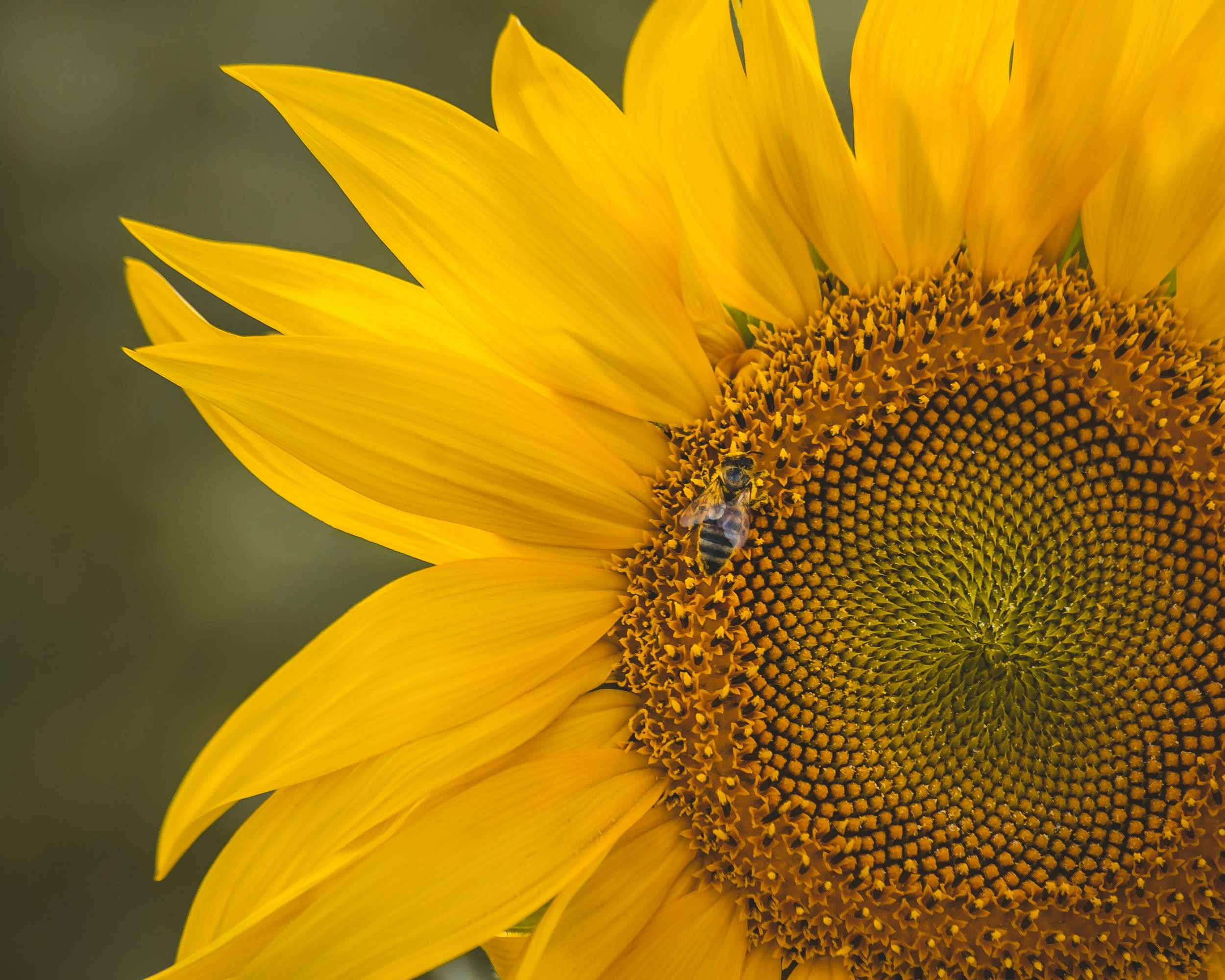 Sunflower 'Sunrich Gold'
