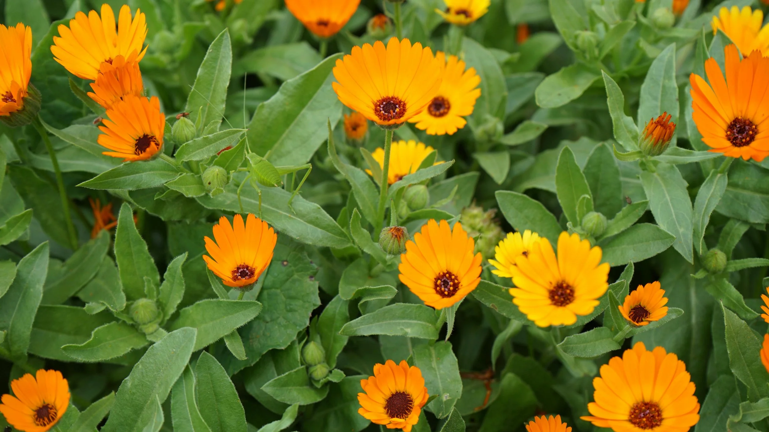 Calendula 'Pacific Beauty'