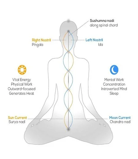 Diagram of a seated person in meditation with labels of nostrils, spinal cord, and energy points, indicating different aspects of vital energy, sun and moon currents, and mental focus.
