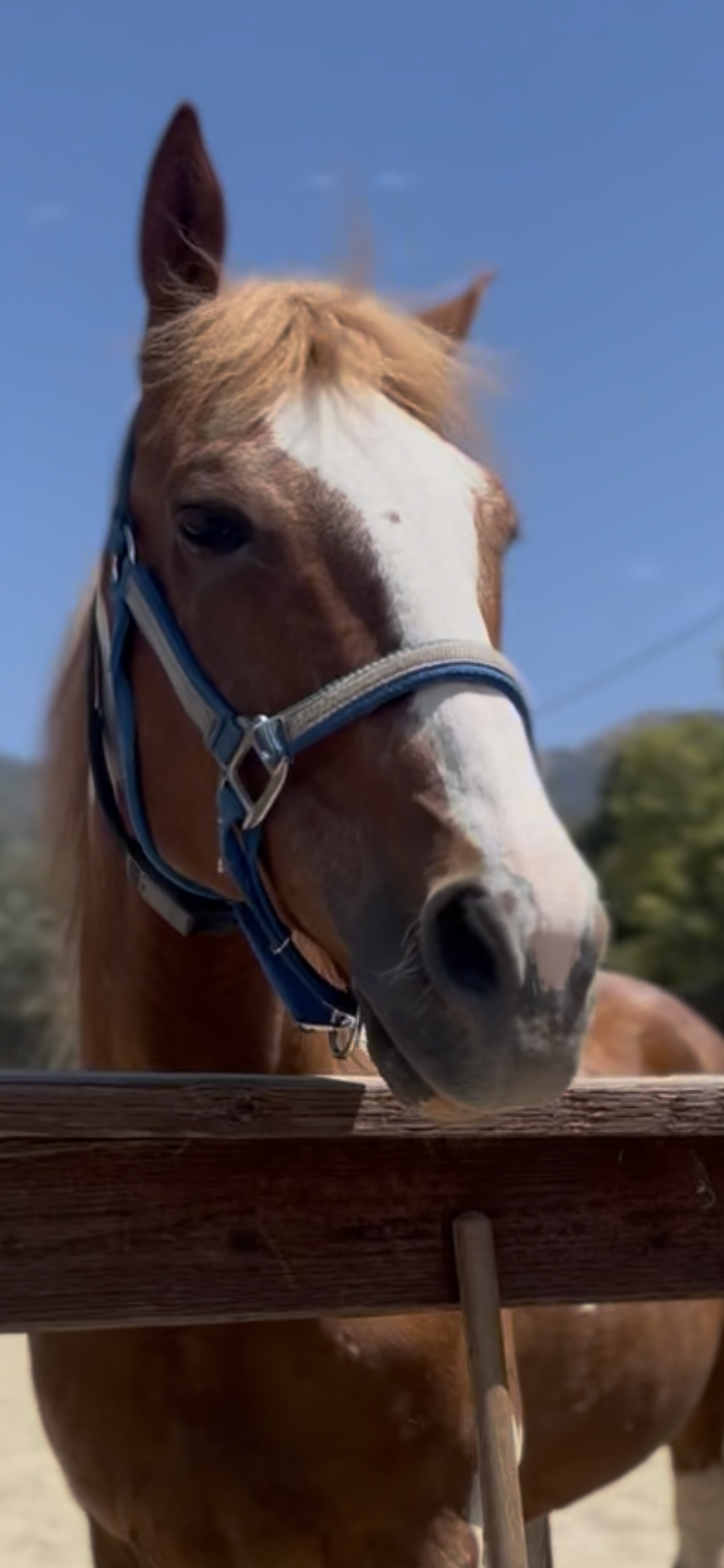 Ruby, a rescued chestnut horse with a broad white blaze, looking over a wooden fence at The Horse Project Santa Barbara