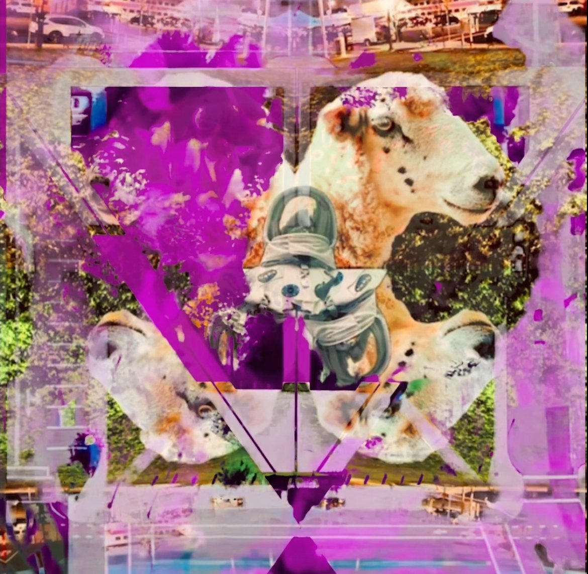 S.beverly-sheep.jpg
