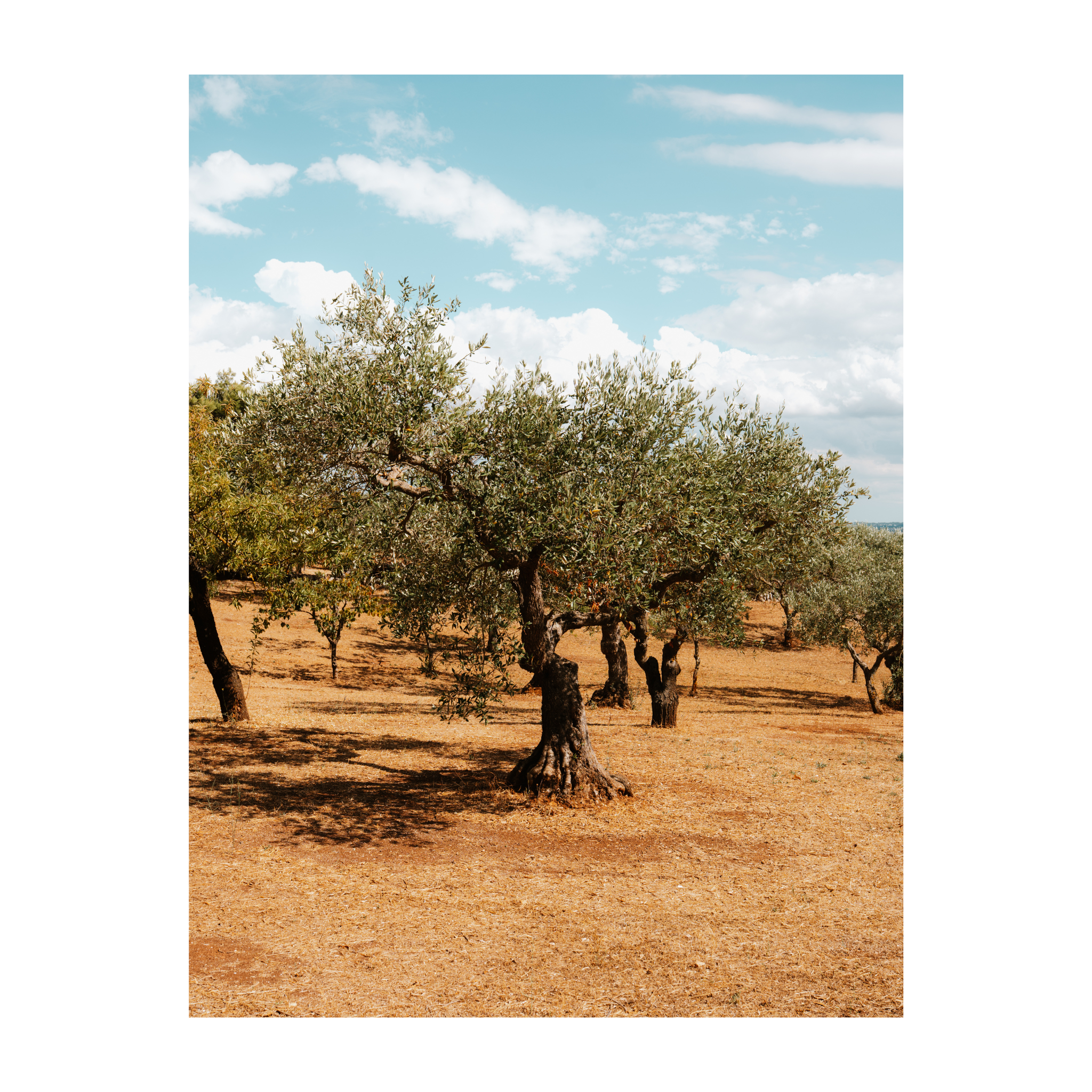 Olive Grove 1.png