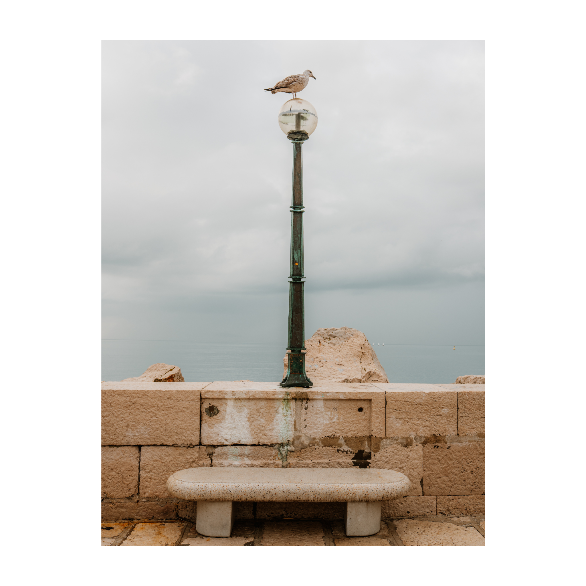 Seagull 1.png (Copy) (Copy)