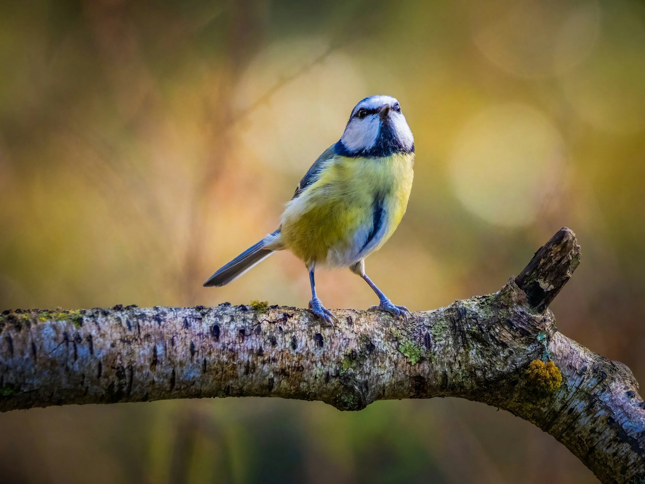 Blue tit perched on a tree branch.
