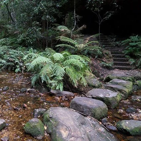 The Grand Canyon Track near Blackheath is widely considered the crown jewel of Blue Mountains bushwalking, and one of the the most popular and busiest walks to explore, and for good reason.

This historic 6.3km loop, carved into the landscape in 1907