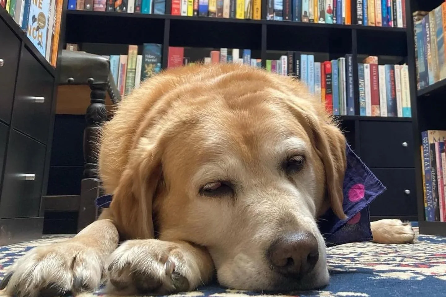 The Blue Mountains Bookshop Trail: A Bibliophile’s Guide