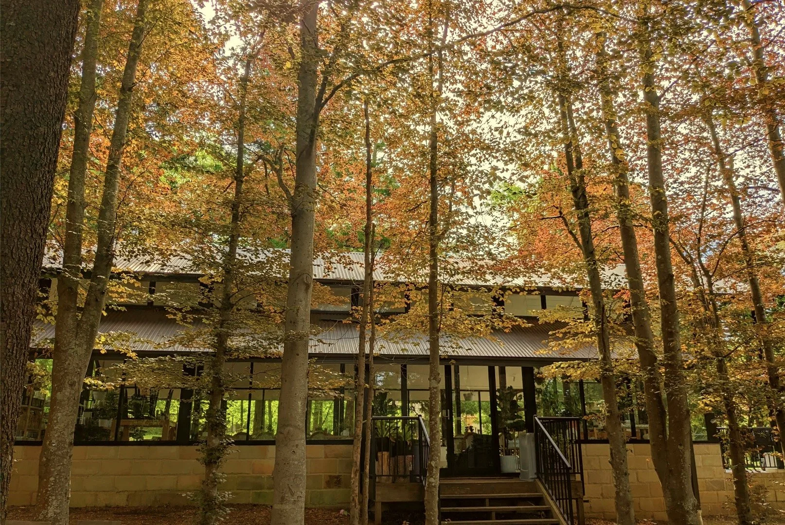 Autumn trees at Sorenson's Glasshouse.