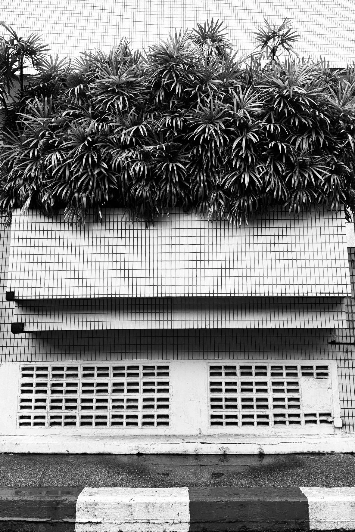 Black and white photo of a building with a large planter filled with lush, spiky plants on a tiled wall. The lower part shows a concrete sidewalk and a vehicle curb.